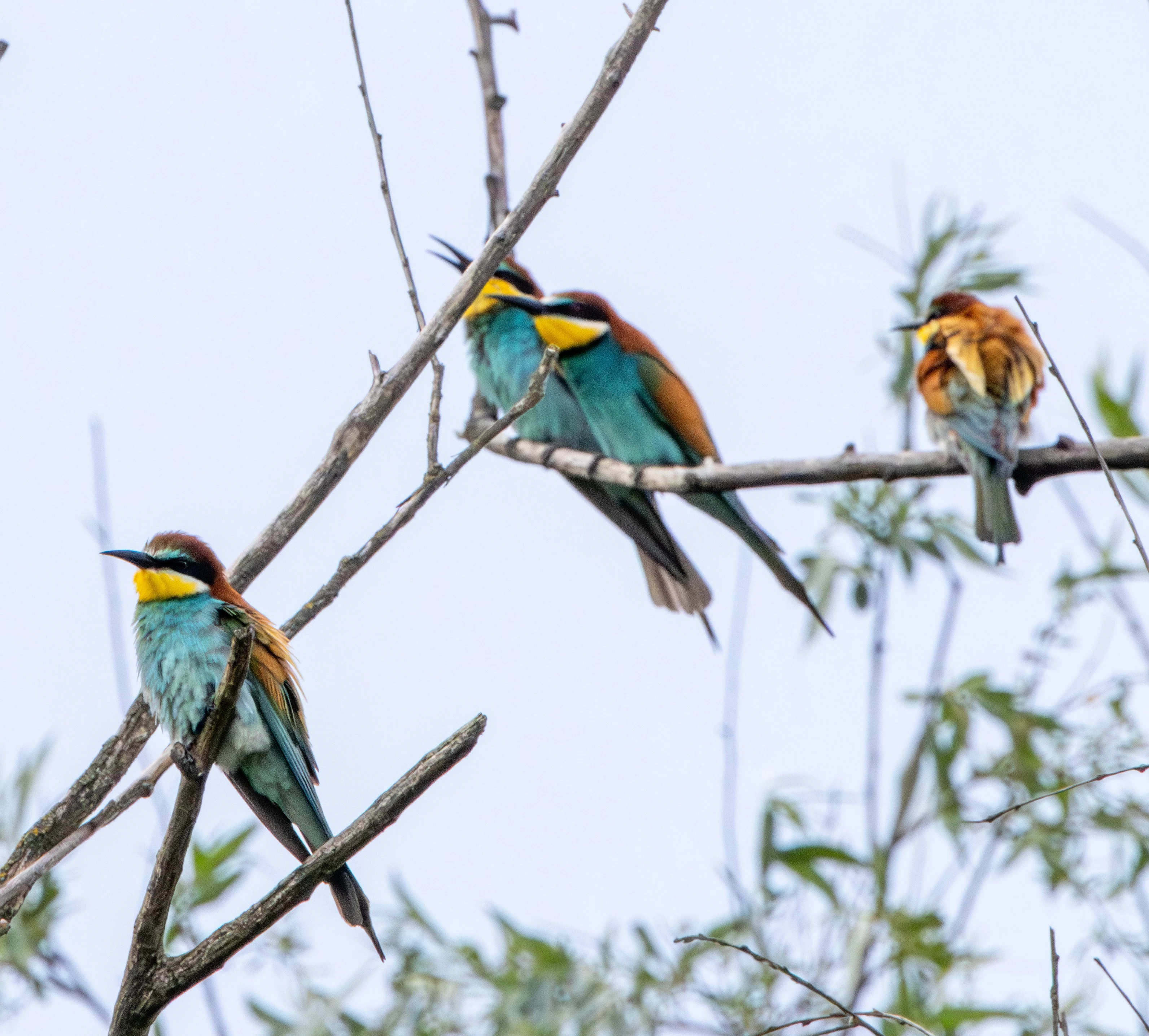 European Bee-eaters, Danube Delta, Romania — photo by Adam Prugel-Bennett