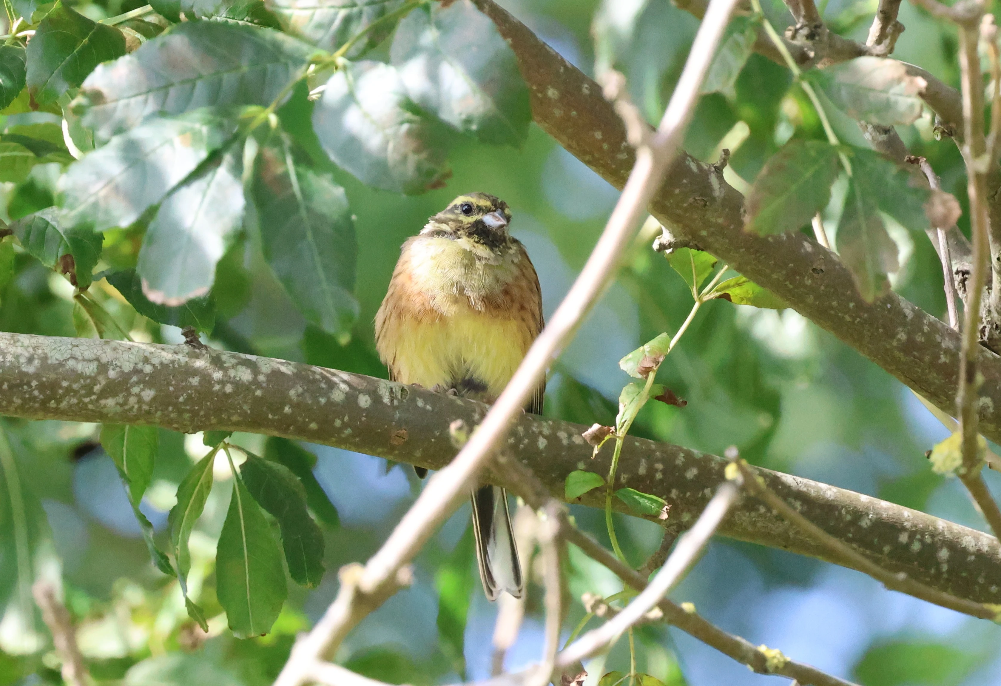 Cirl Bunting, Labrador Bay, Devon, UK — photo by Adam Prugel-Bennett