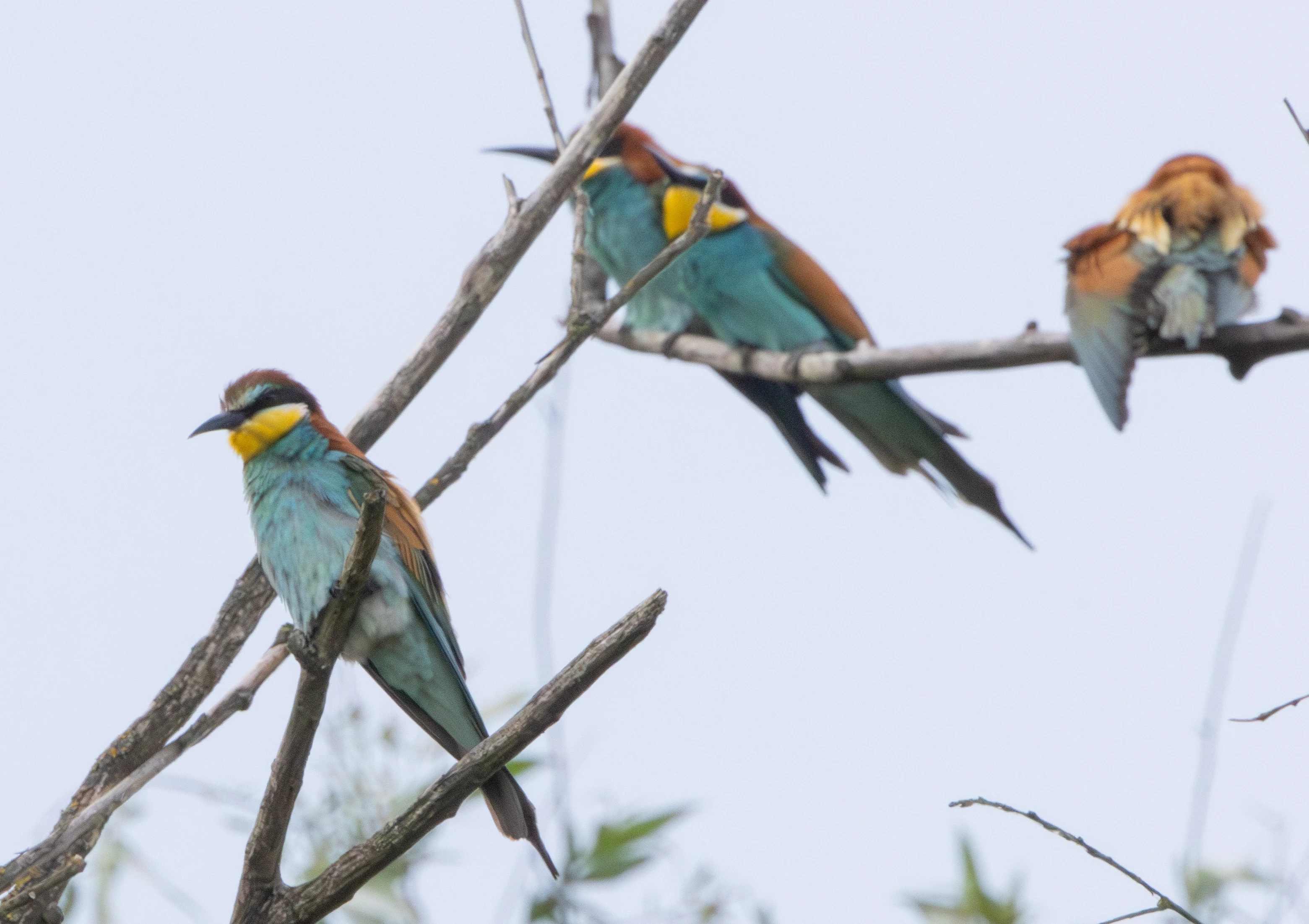 European Bee-eaters, Danube Delta, Romania — photo by Adam Prugel-Bennett