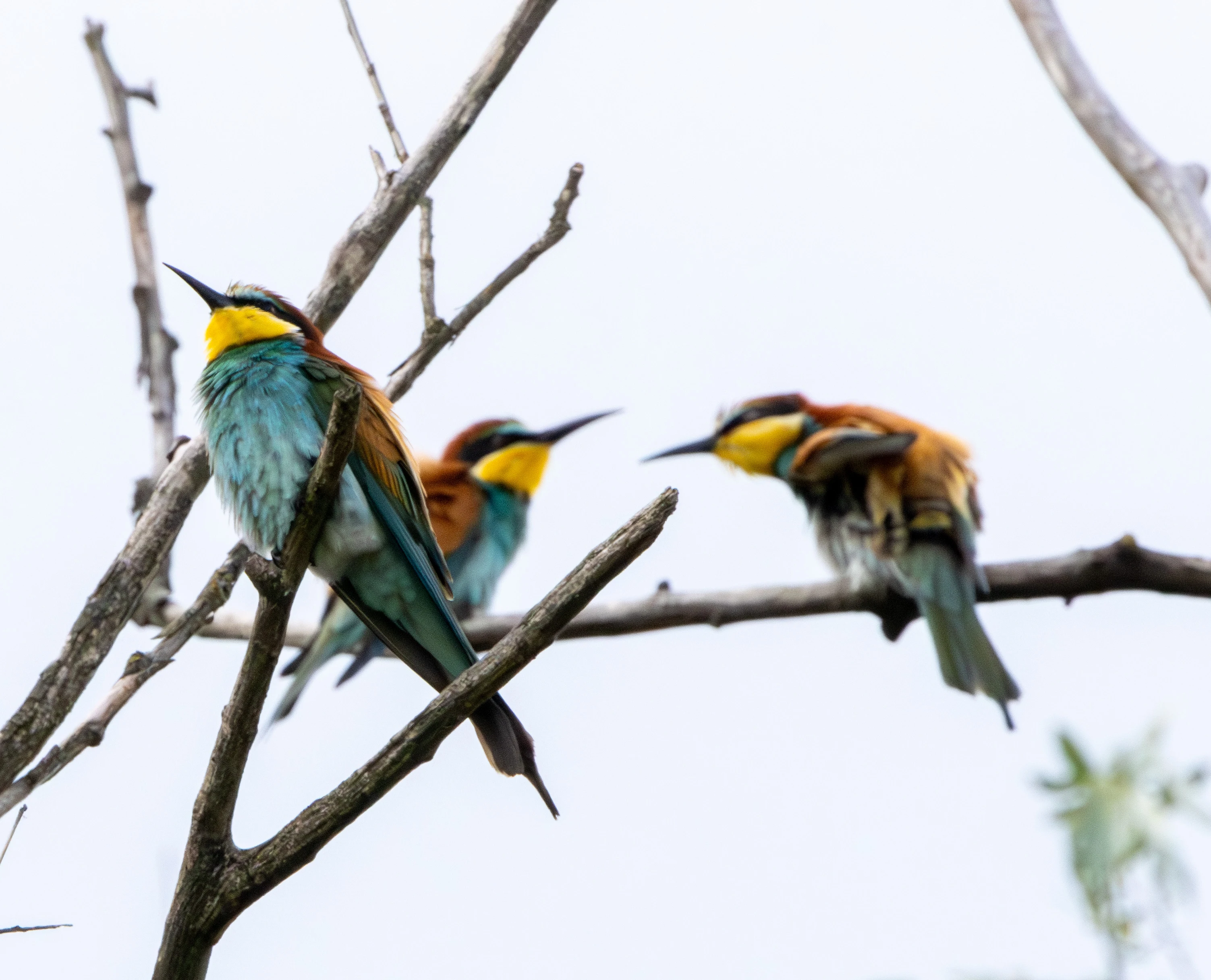 European Bee-eaters, Danube Delta, Romania — photo by Adam Prugel-Bennett