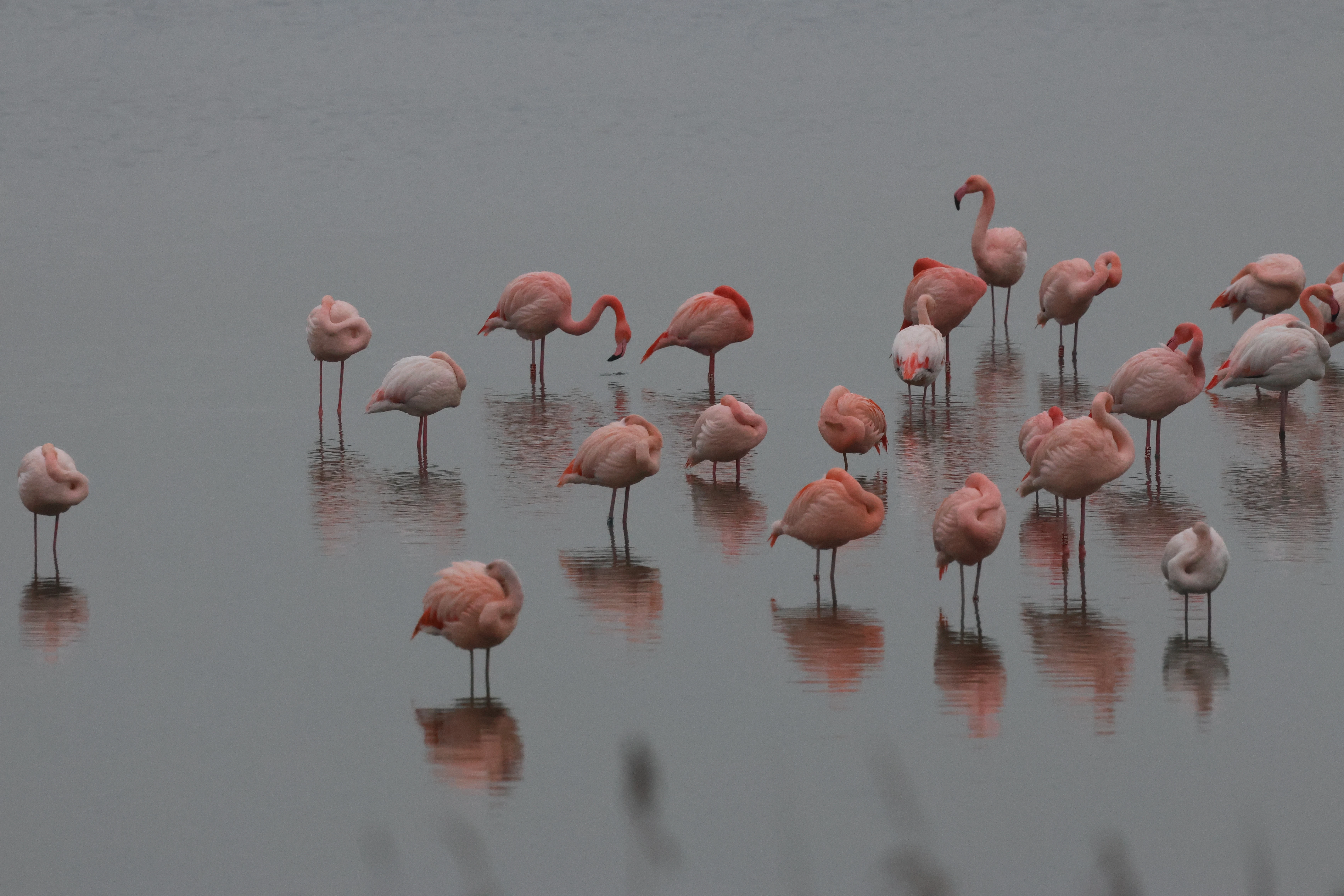 Escaped Chilean flamingo, Zeeland, Netherlands — photo by Adam Prugel-Bennett