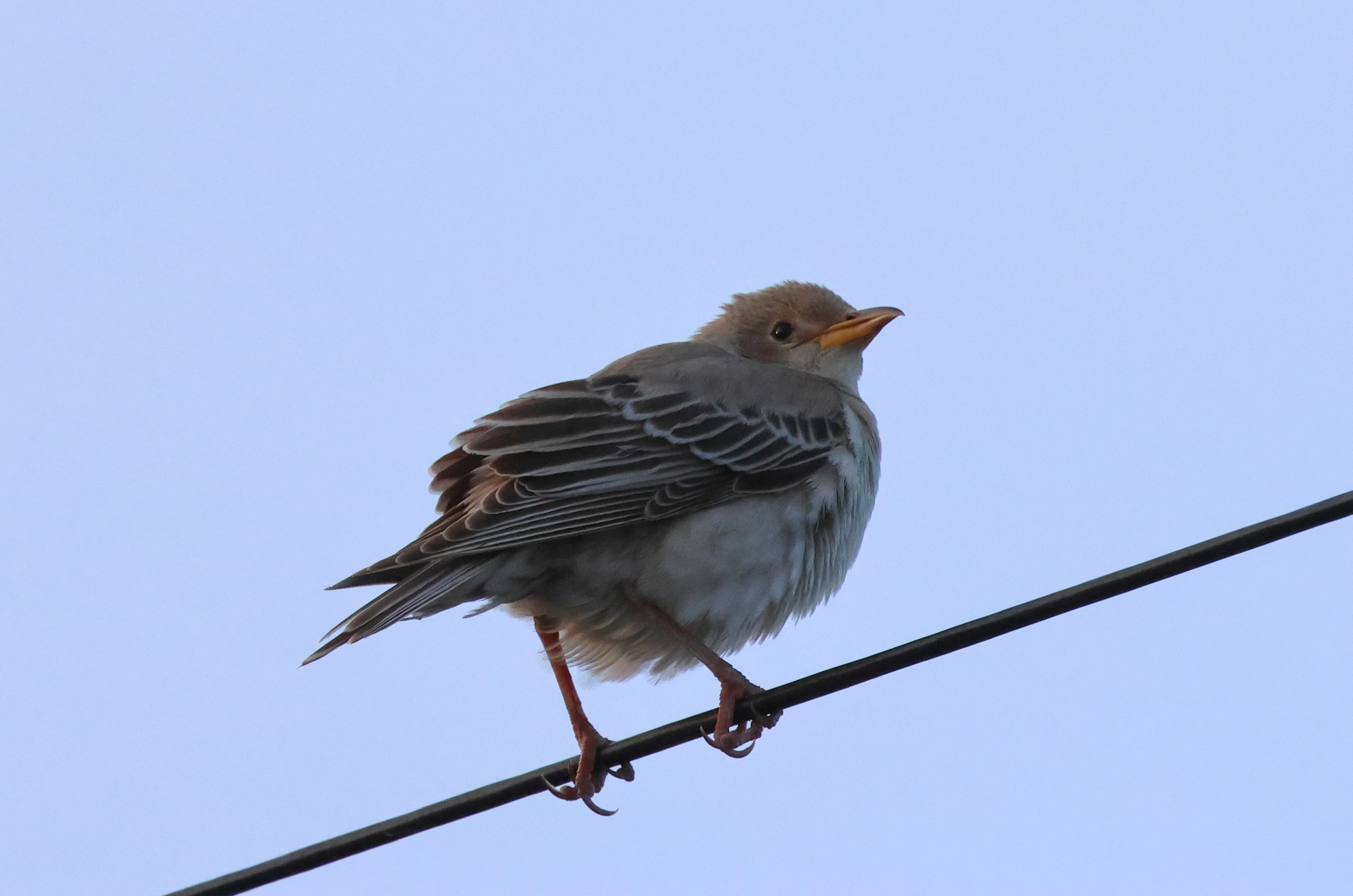 Juvenile Rosy Starling, Labrador Bay, Devon, UK — photo by Adam Prugel-Bennett