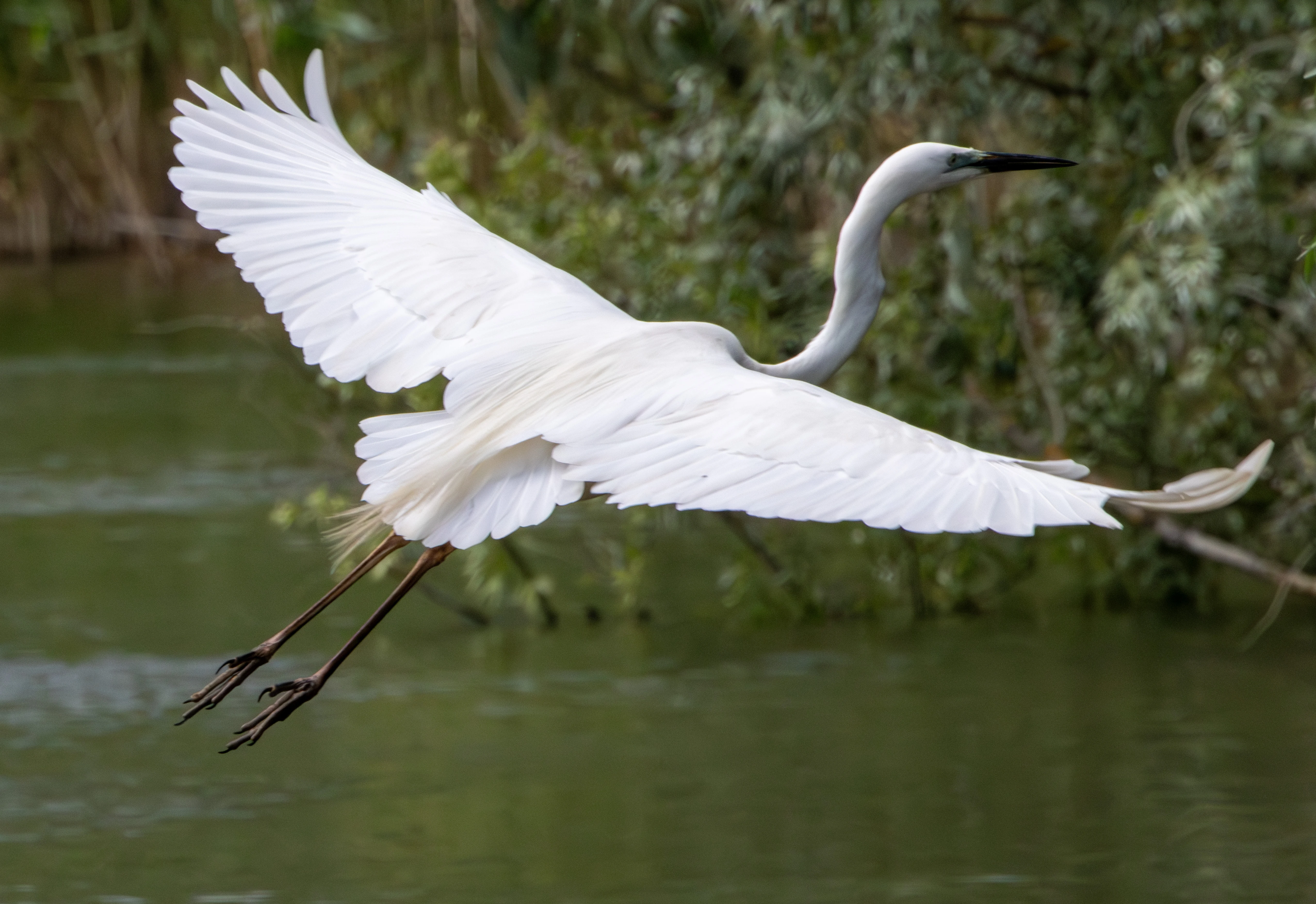Great Egret in flight, Danube Delta, Romania — photo by Adam Prugel-Bennett