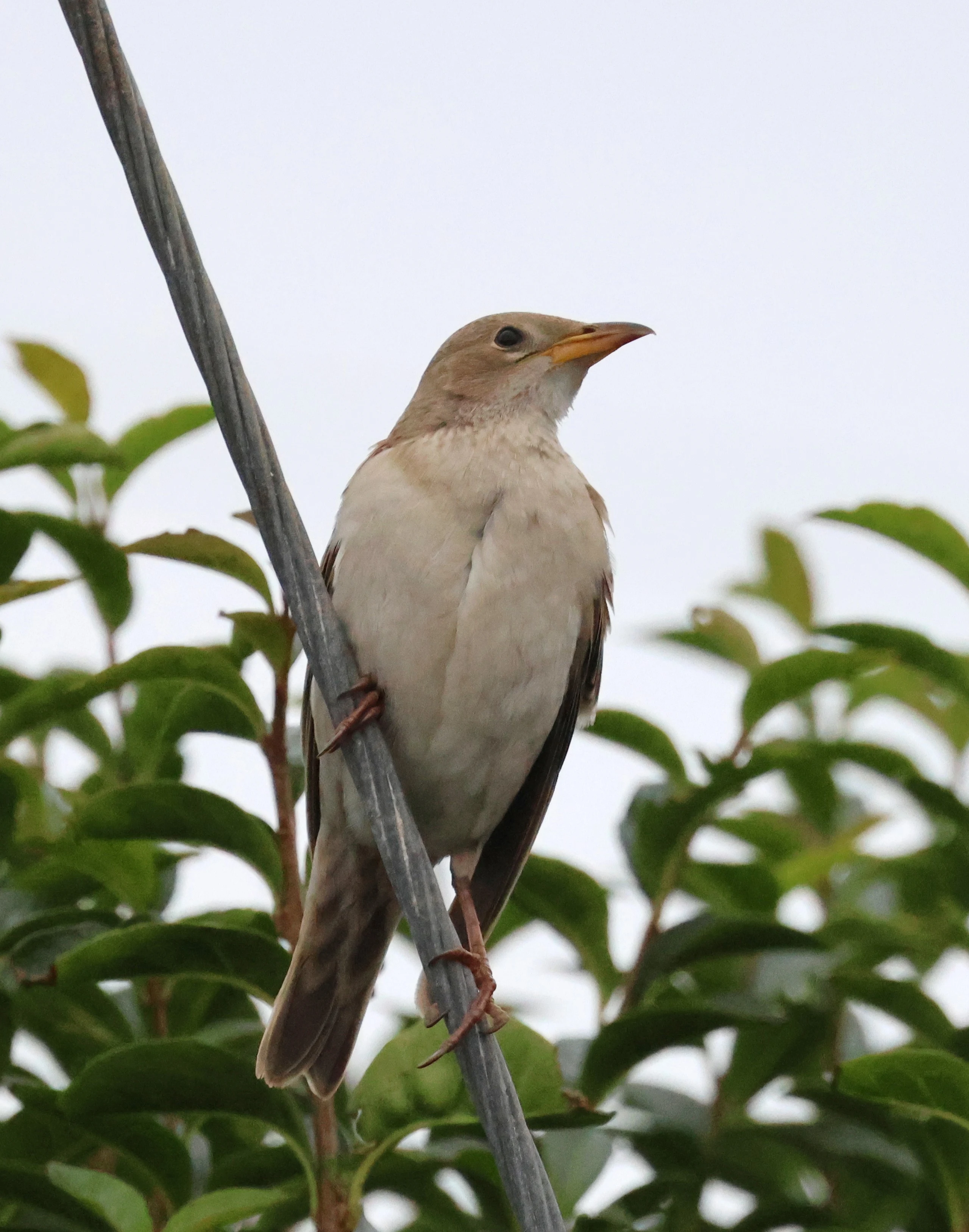 Juvenile Rosy Starling, The Lizard, Cornwal, UK — photo by Adam Prugel-Bennett