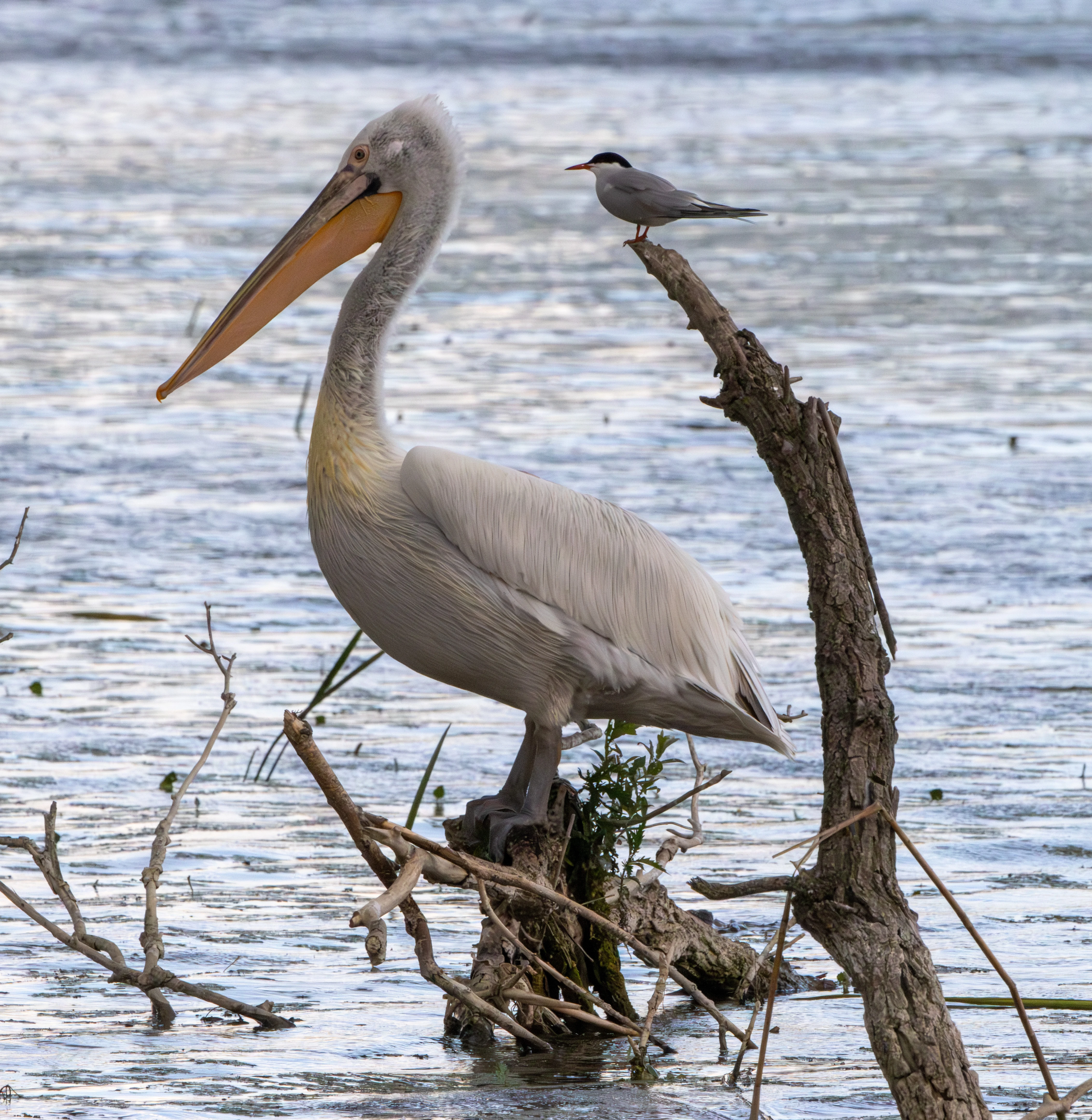 Dalmatian Pelican and Common Tern, Danube Delta, Romania — photo by Adam Prugel-Bennett
