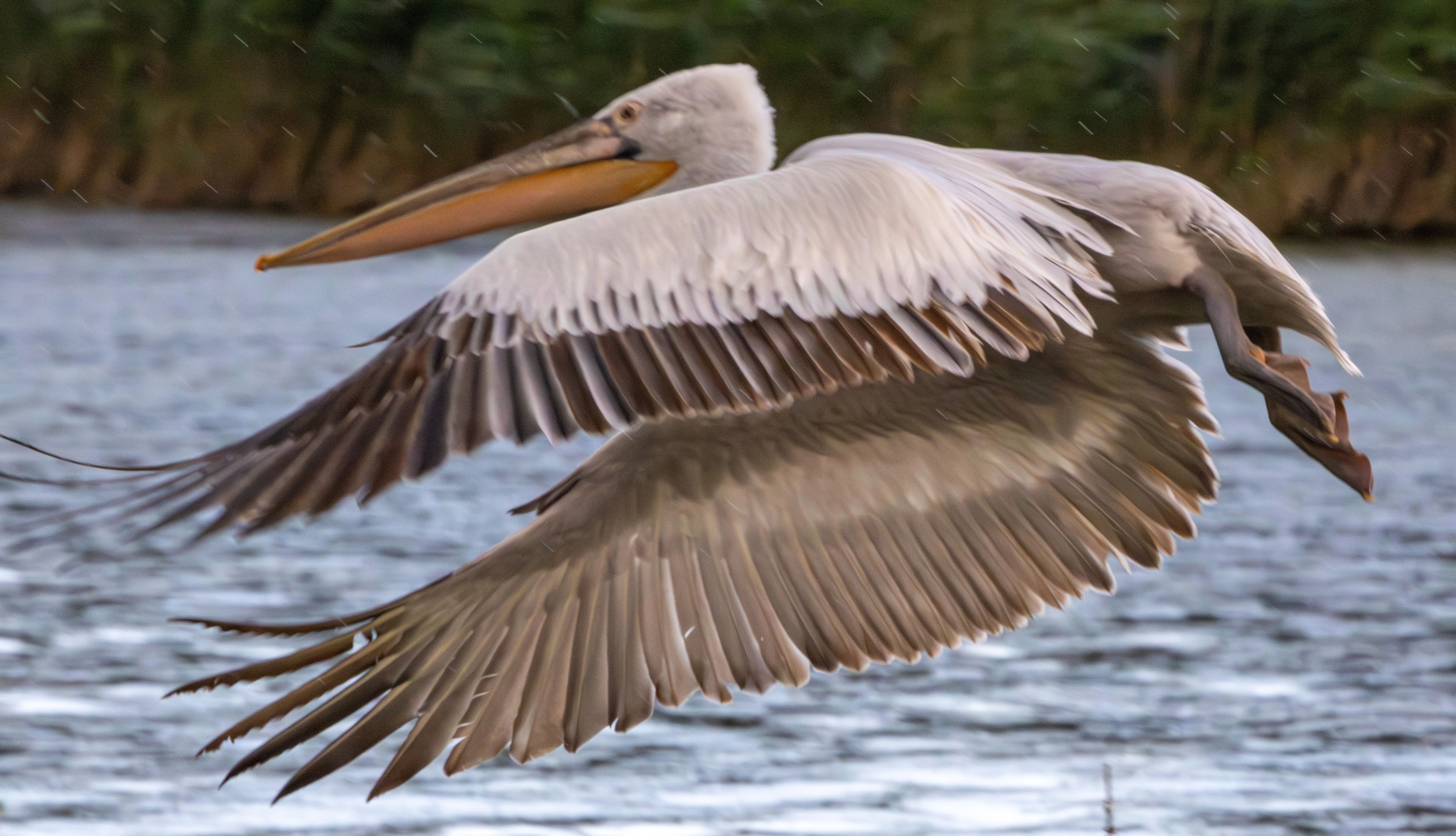 Dalmatian Pelican in flight, Danube Delta, Romania — photo by Adam Prugel-Bennett