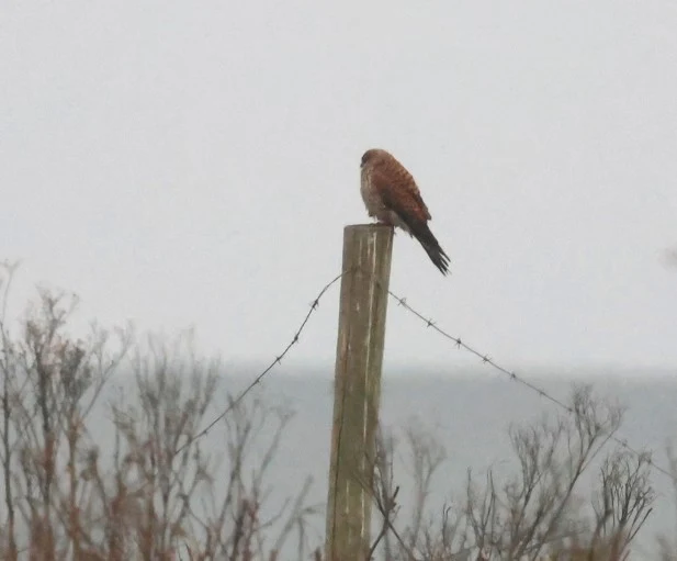 Kestrel, Zeeland, Netherlands — photo by Adam Prugel-Bennett