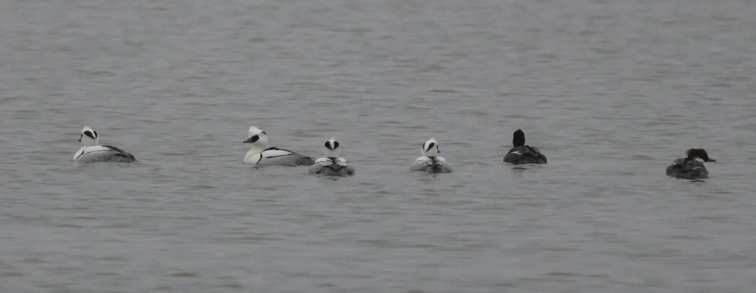 Smew, Zeeland, Netherlands — photo by Adam Prugel-Bennett
