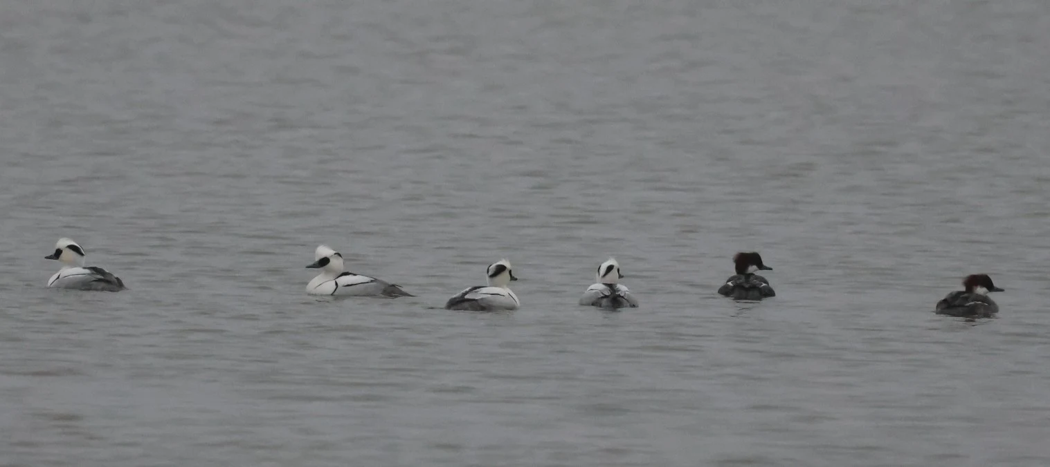 Smew, Zeeland, Netherlands — photo by Adam Prugel-Bennett