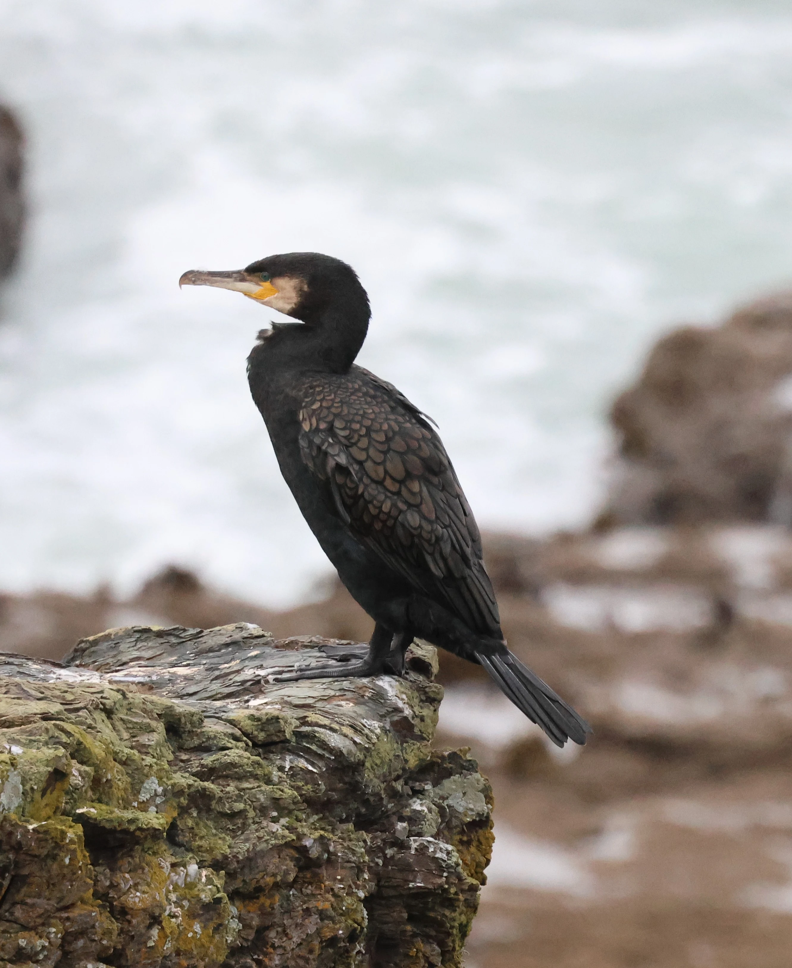 Great cormorant, The Lizard, Cornwal, UK — photo by Adam Prugel-Bennett