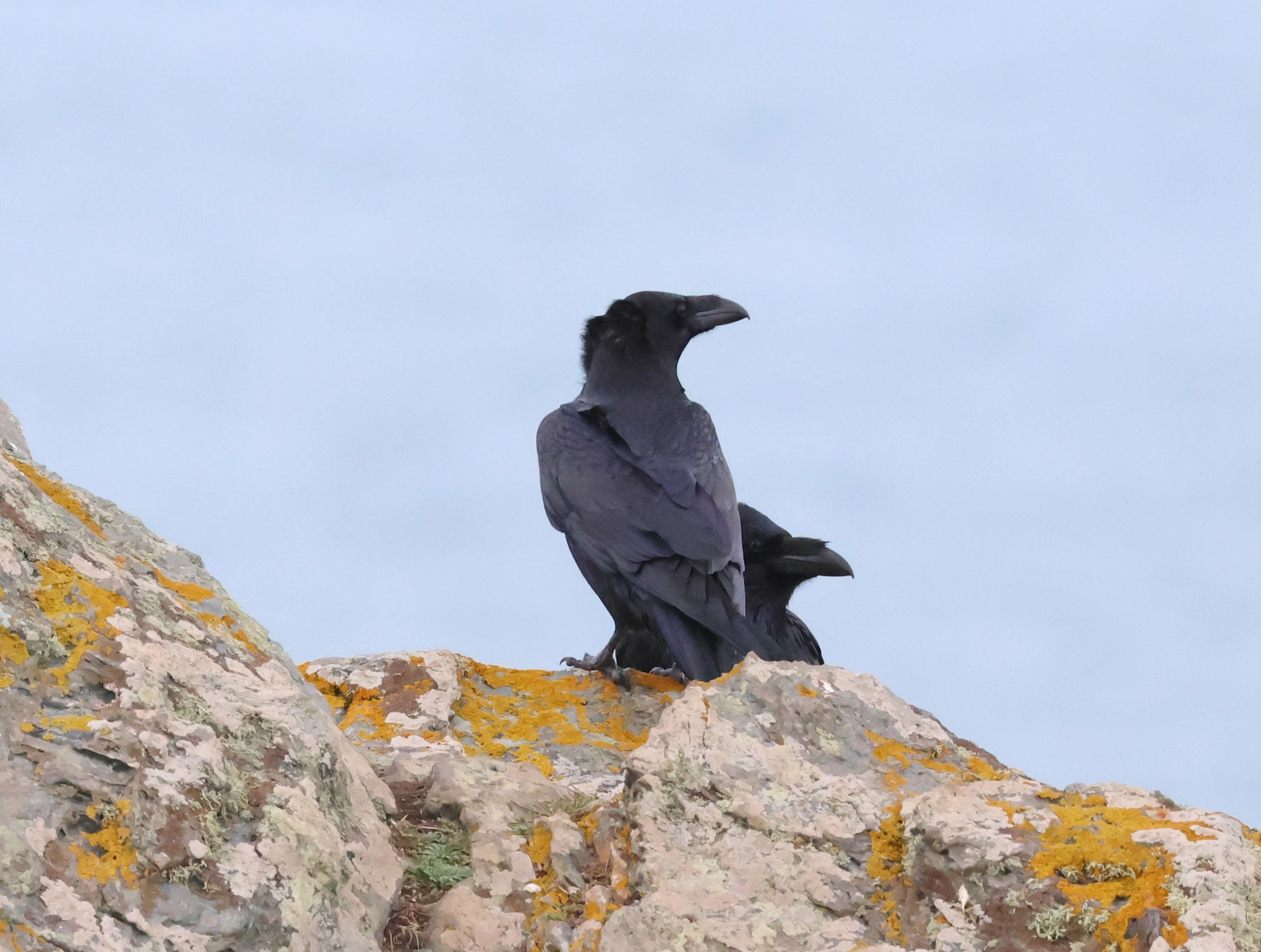 Common Raven, The Lizard, Cornwal, UK — photo by Adam Prugel-Bennett