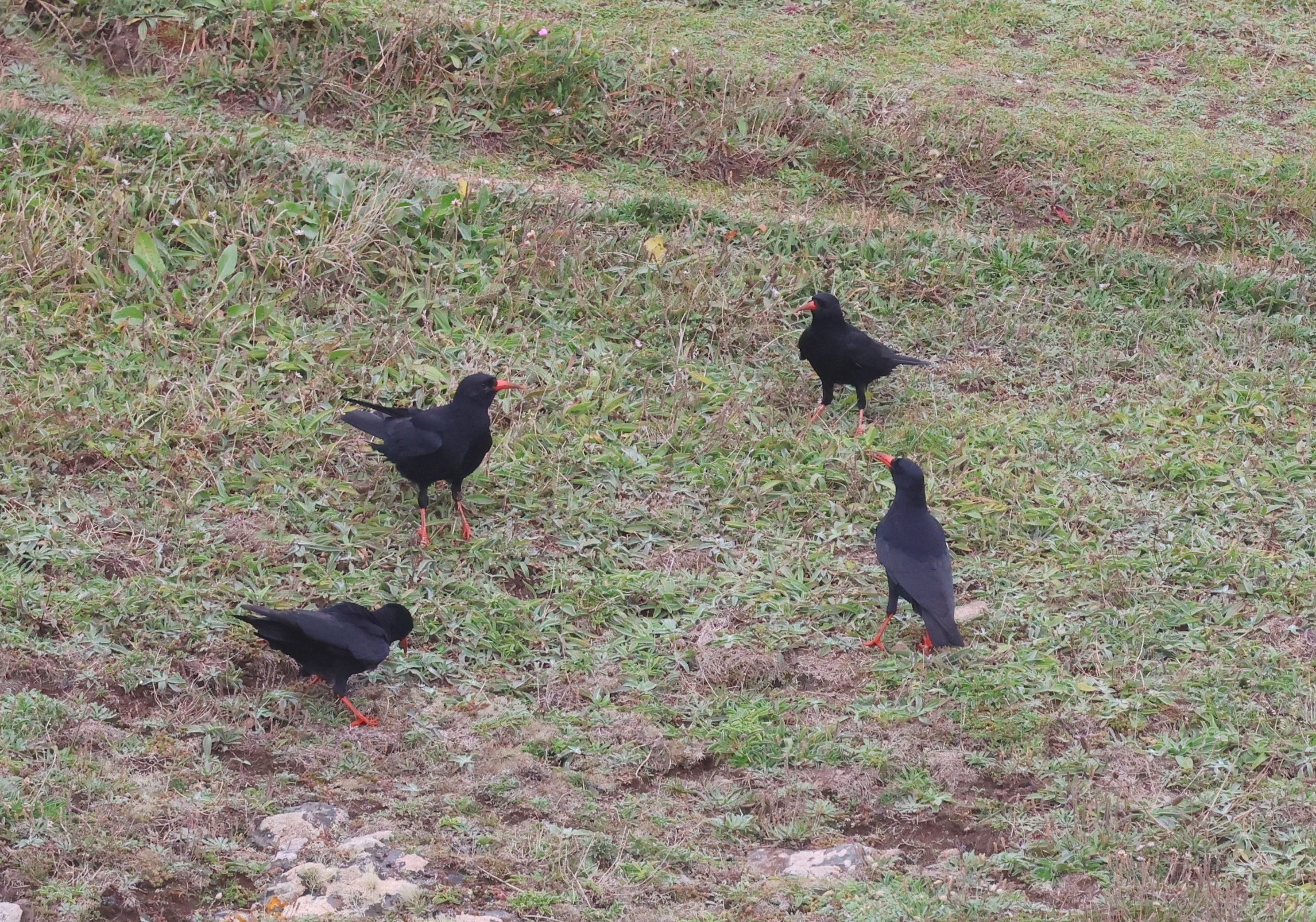 Red-billed chough, The Lizard, Cornwal, UK — photo by Adam Prugel-Bennett