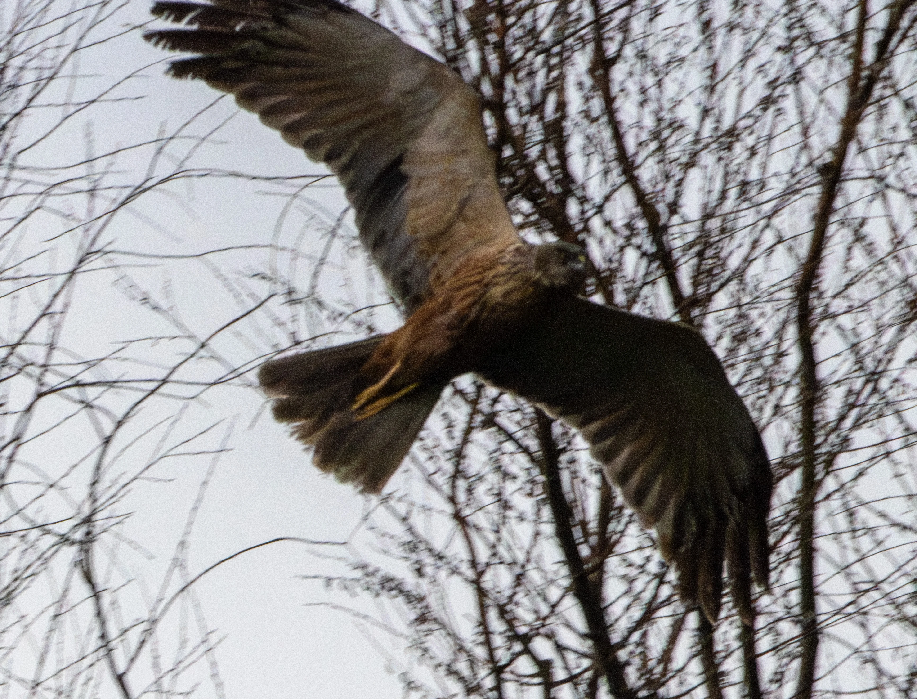 Marsh Harrier in flight, Danube Delta, Romania — photo by Adam Prugel-Bennett