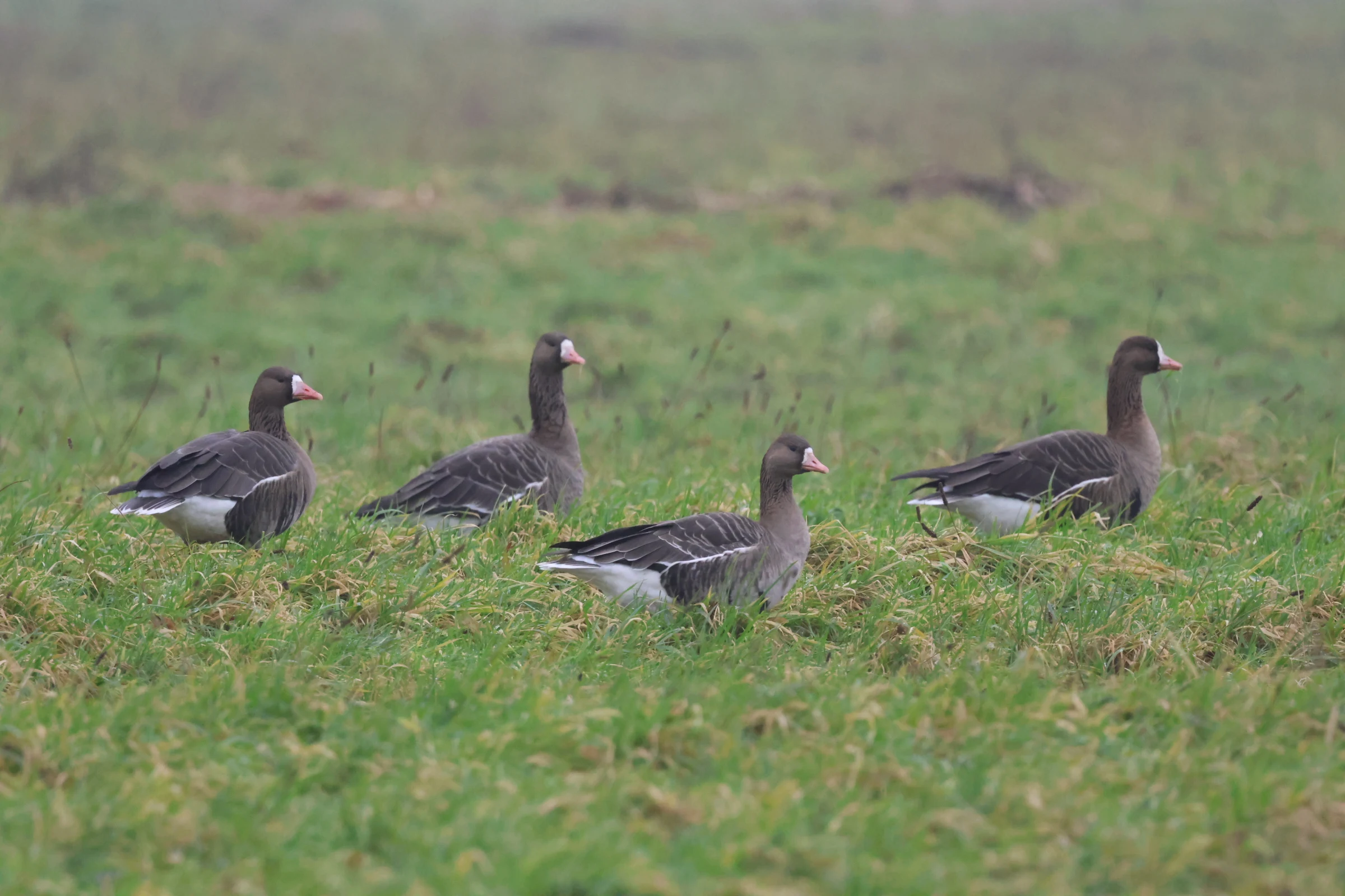 Greater white-fronted geese, Zeeland, Netherlands — photo by Adam Prugel-Bennett