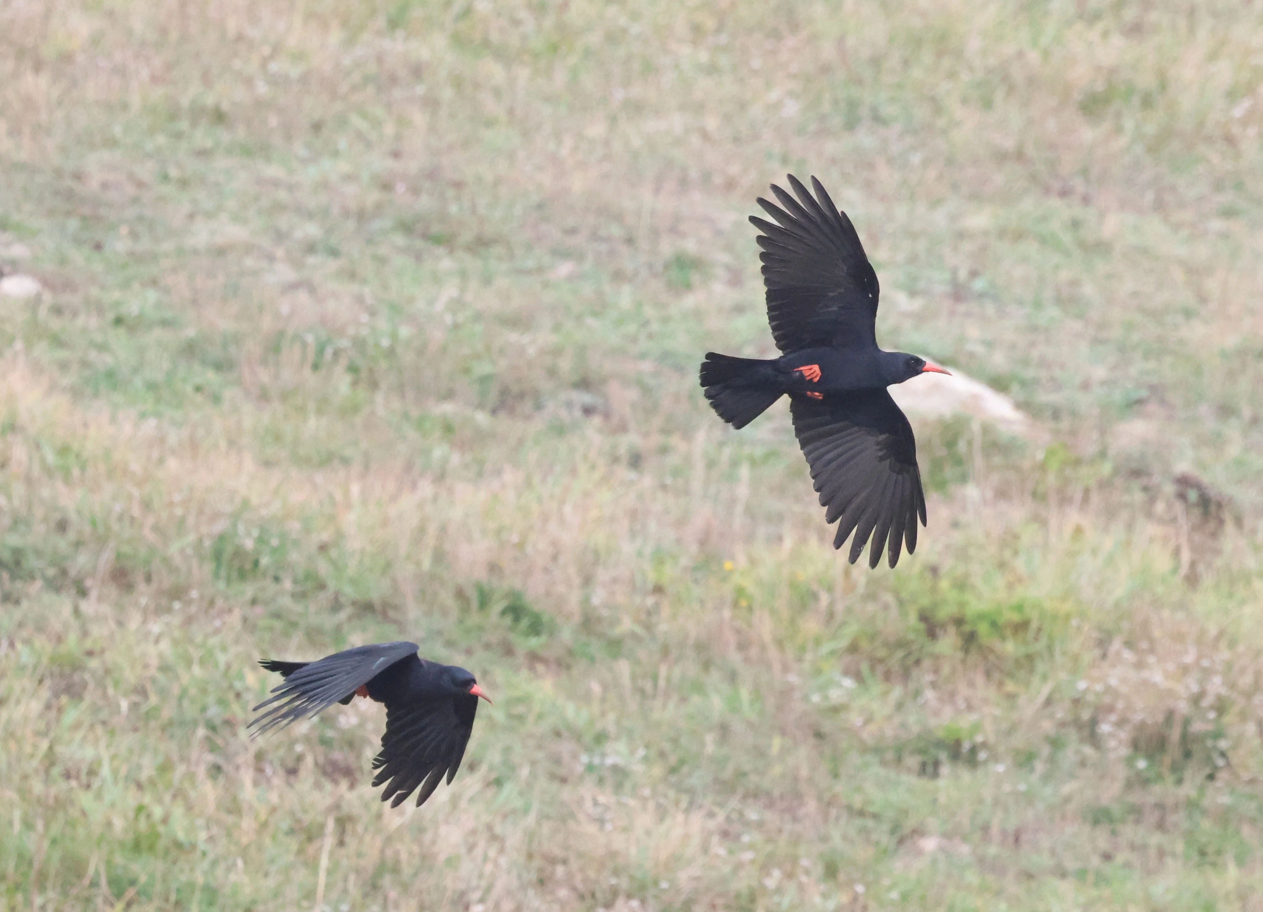 Red-billed chough, The Lizard, Cornwal, UK — photo by Adam Prugel-Bennett