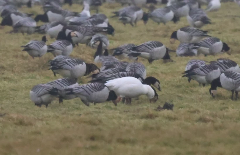 Snow Goose (escaped?), Zeeland, Netherlands — photo by Adam Prugel-Bennett