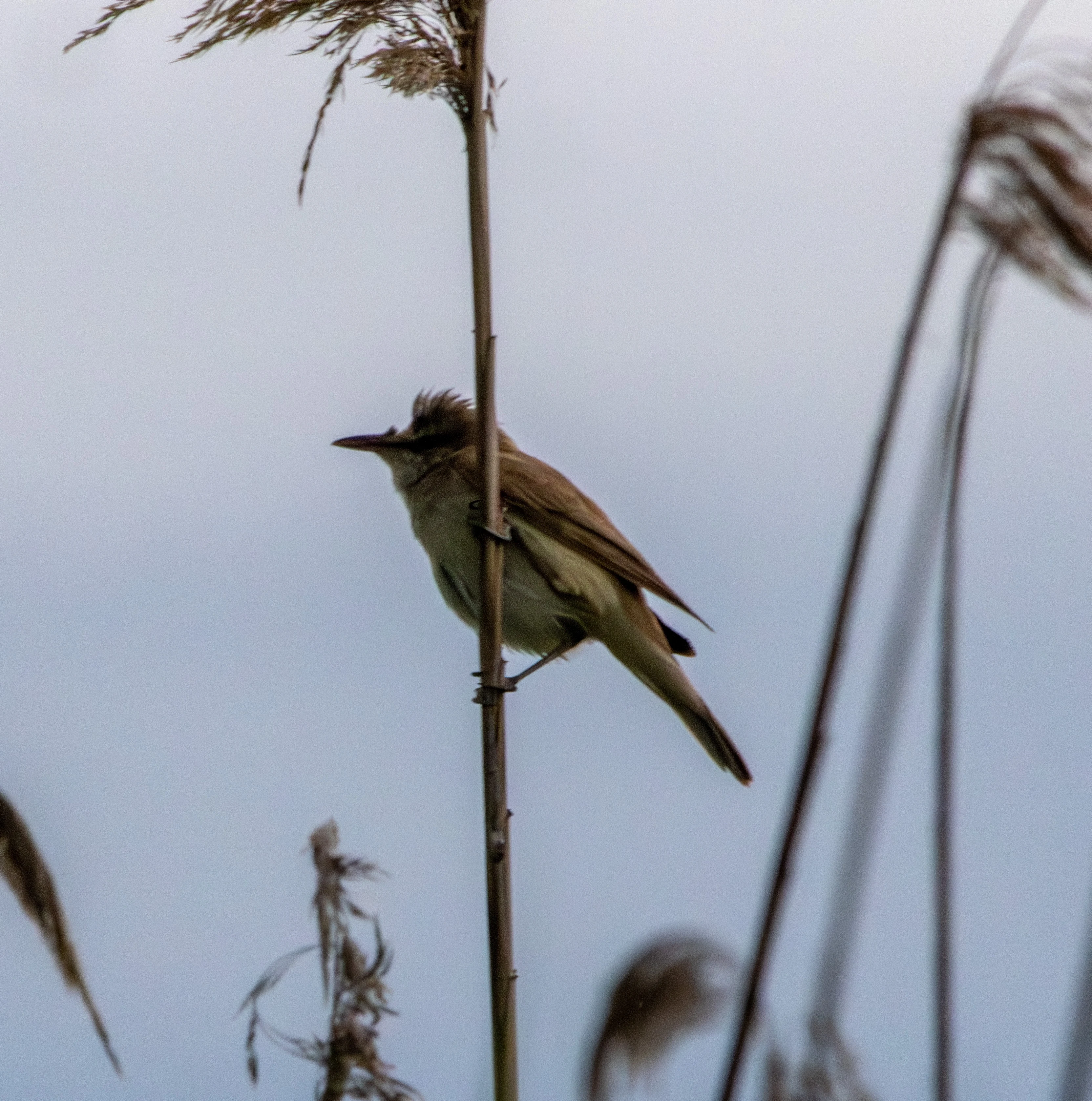 Great Reed Warbler, Danube Delta, Romania — photo by Adam Prugel-Bennett