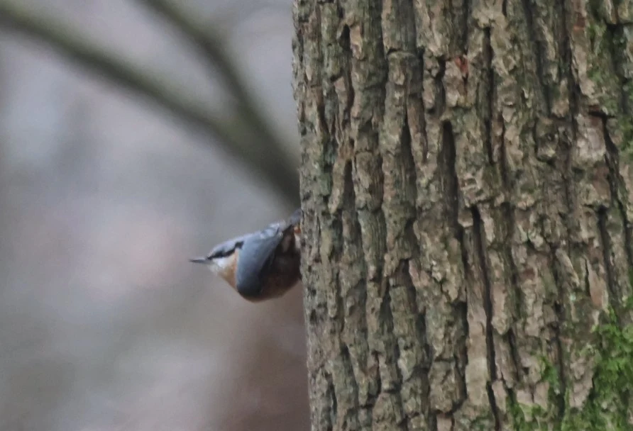Nuthatch, Flevoland, Flavoland, Netherlands — photo by Adam Prugel-Bennett
