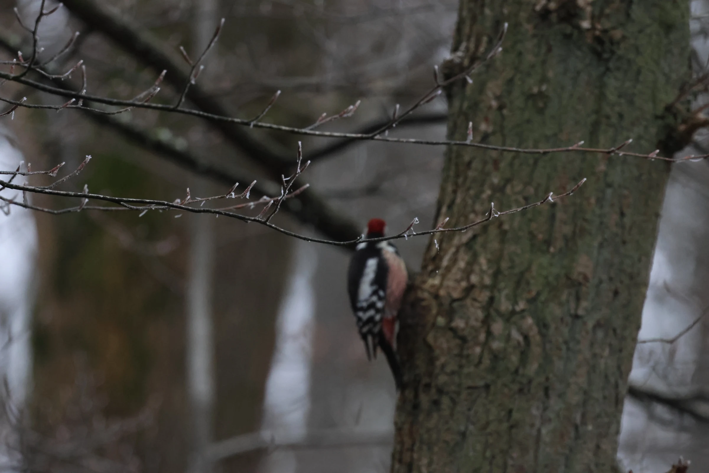 Middle-spotted woodpecker, Flevoland, Flavoland, Netherlands — photo by Adam Prugel-Bennett