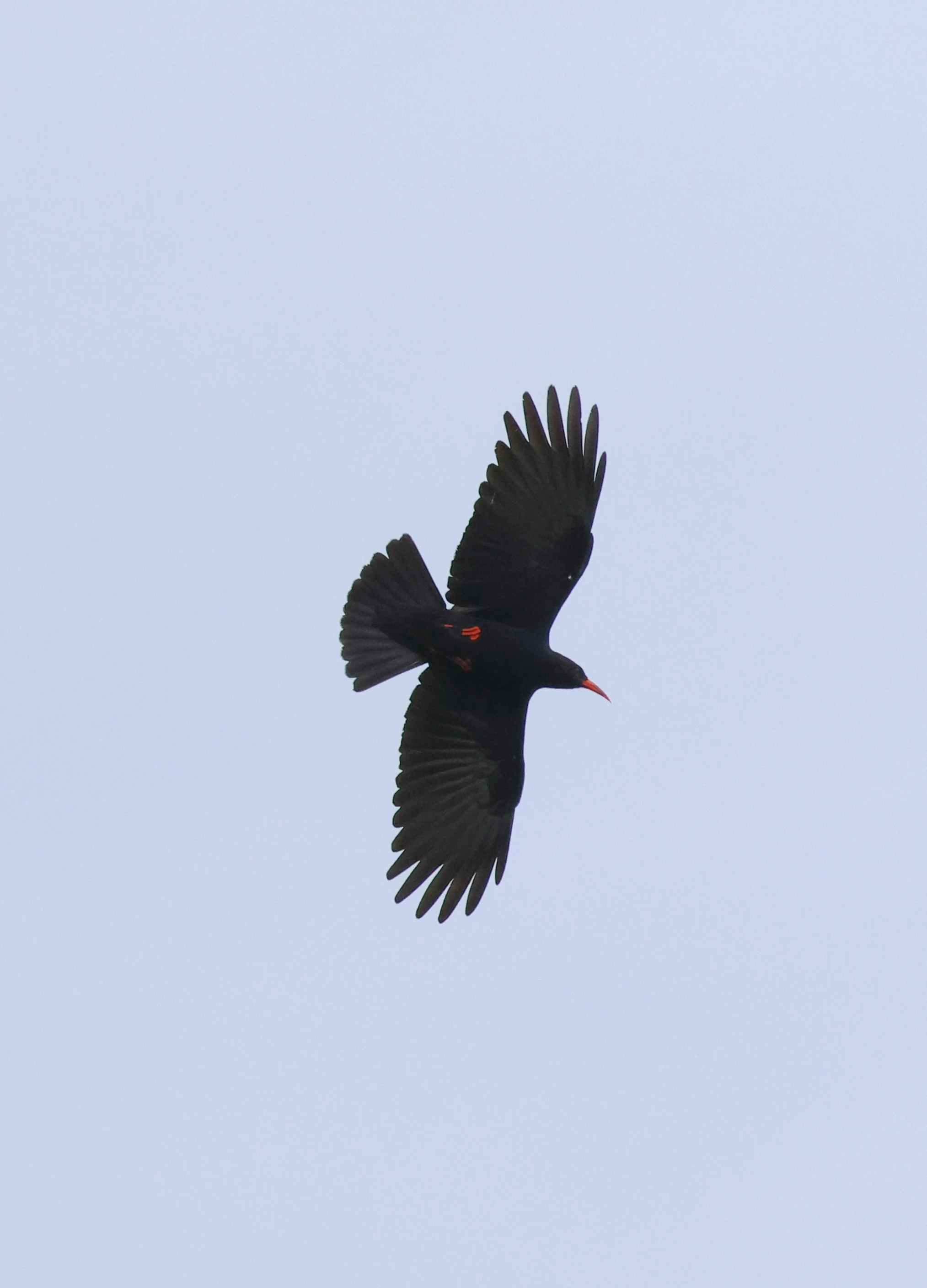 Red-billed chough, The Lizard, Cornwal, UK — photo by Adam Prugel-Bennett