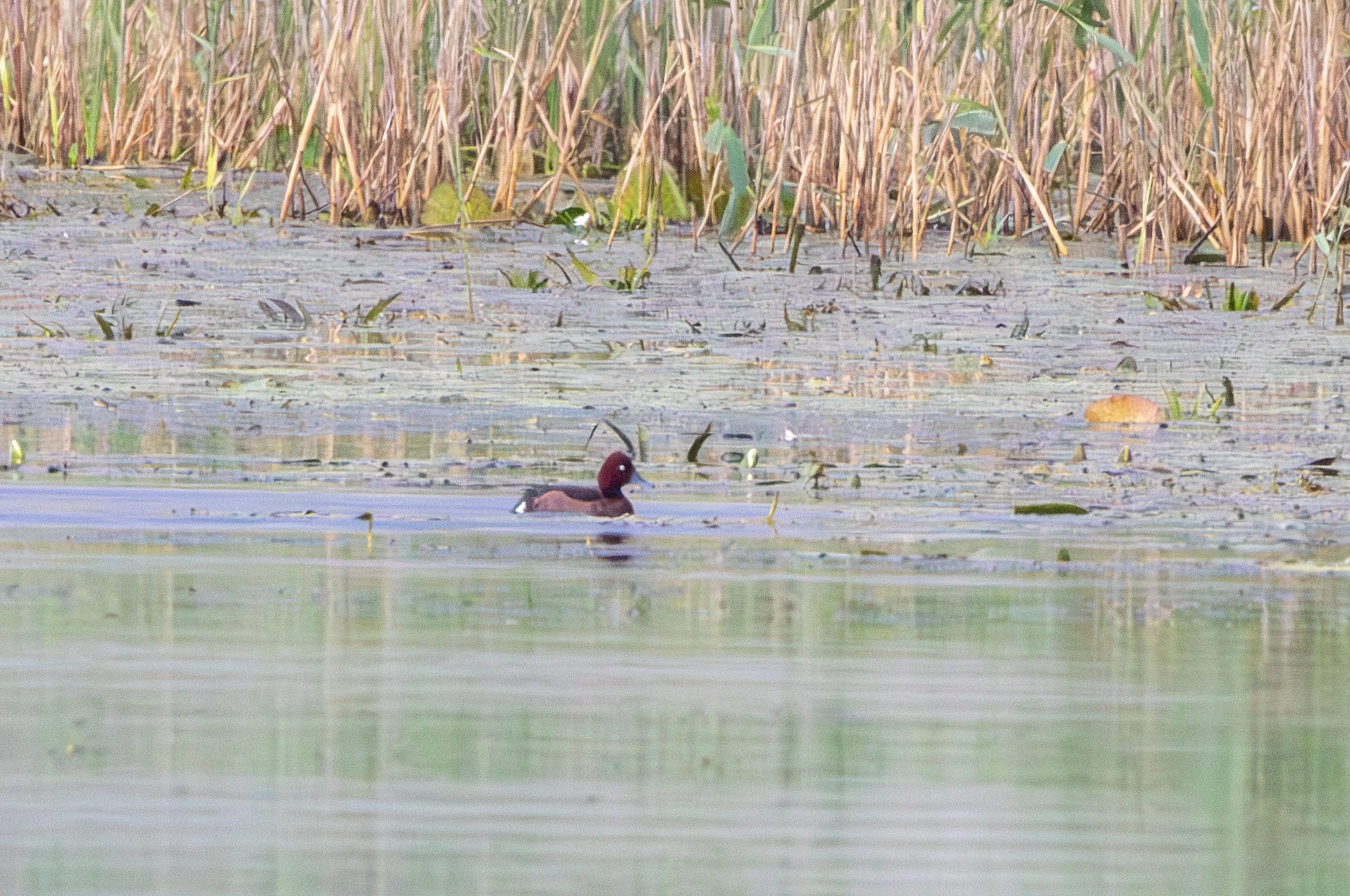 Ferruginous Duck, Danube Delta, Romania — photo by Adam Prugel-Bennett