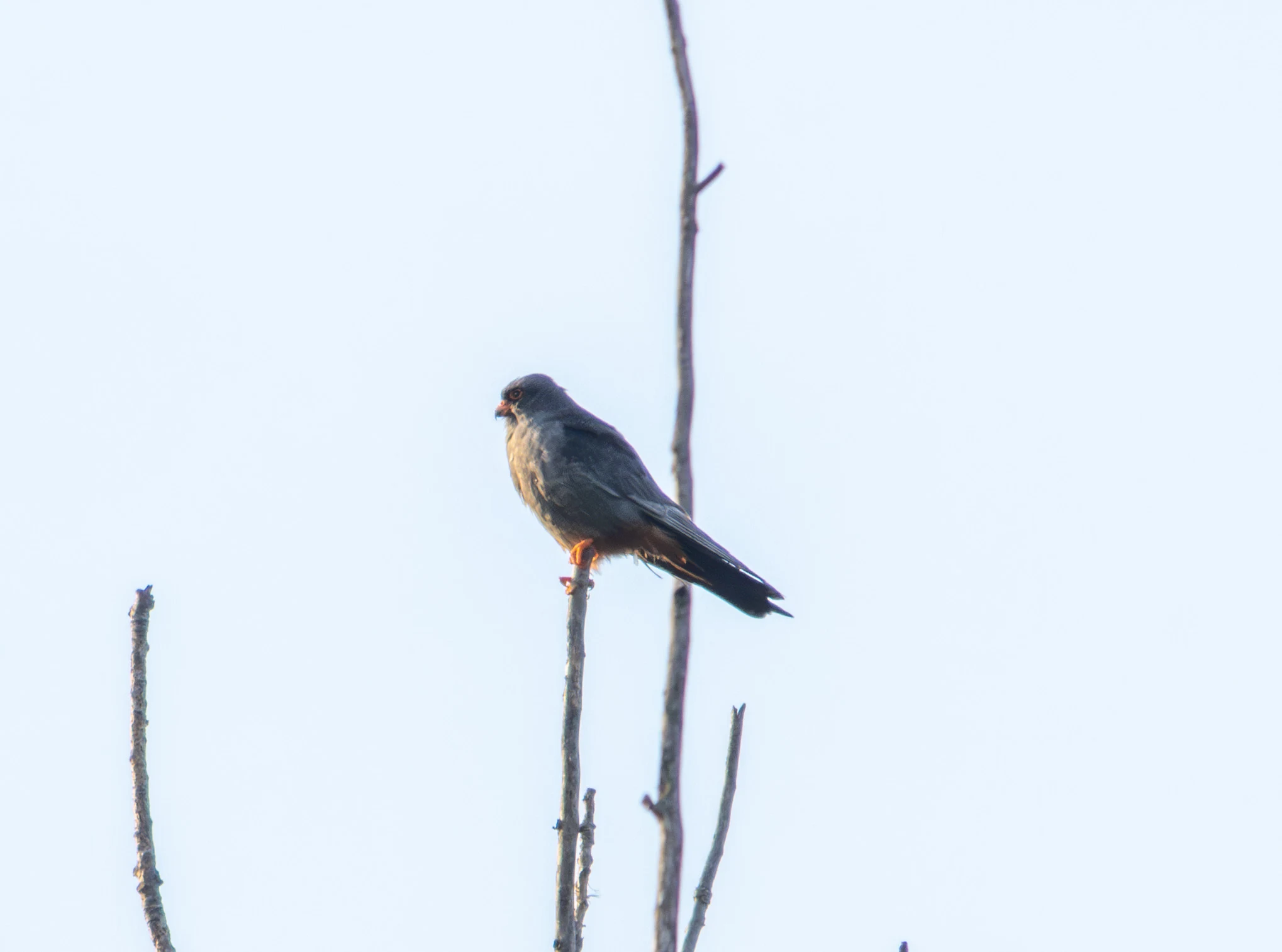 Red-footed Falcon, Danube Delta, Romania — photo by Adam Prugel-Bennett