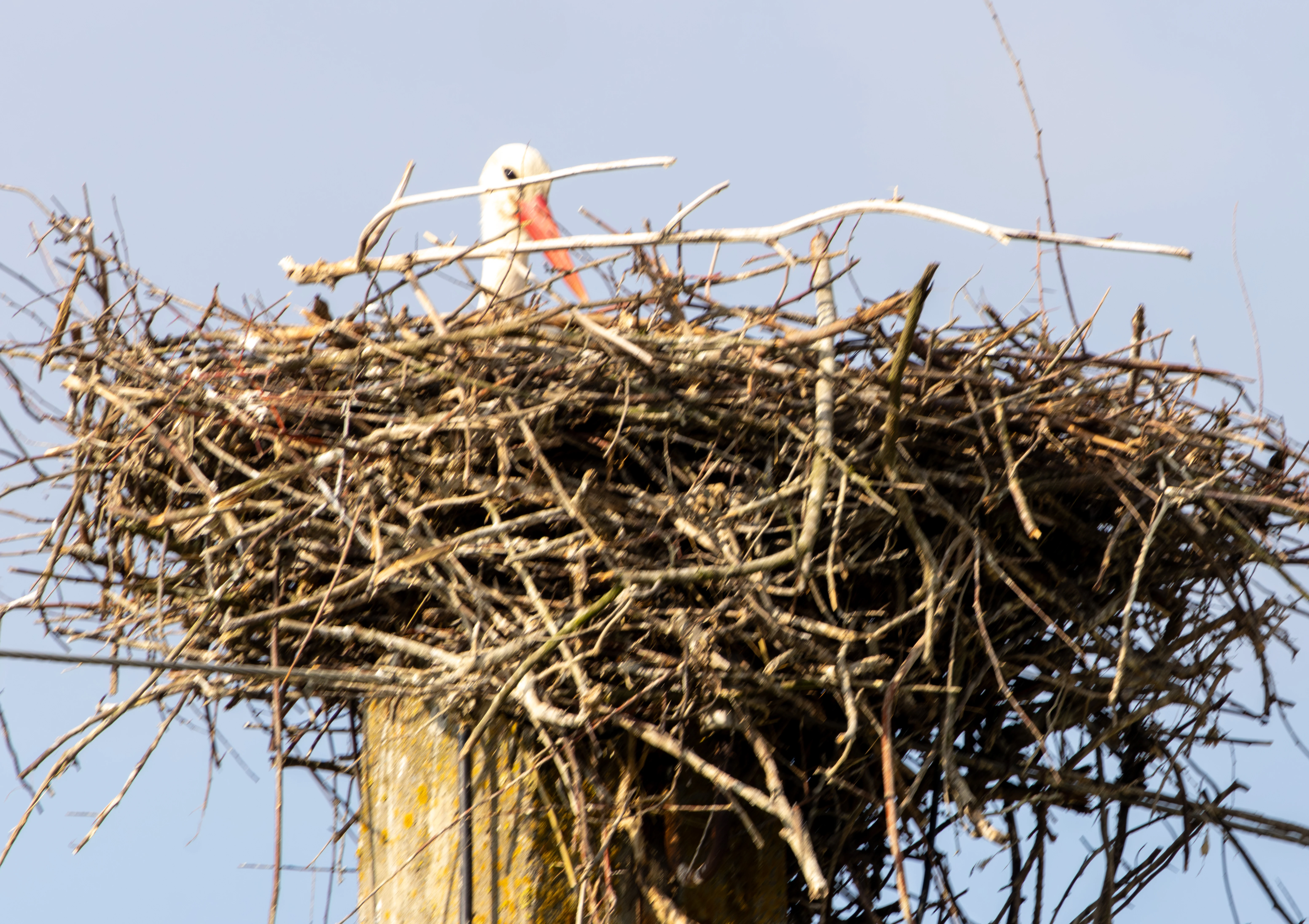White Stork in nest, Danube Delta, Romania — photo by Adam Prugel-Bennett