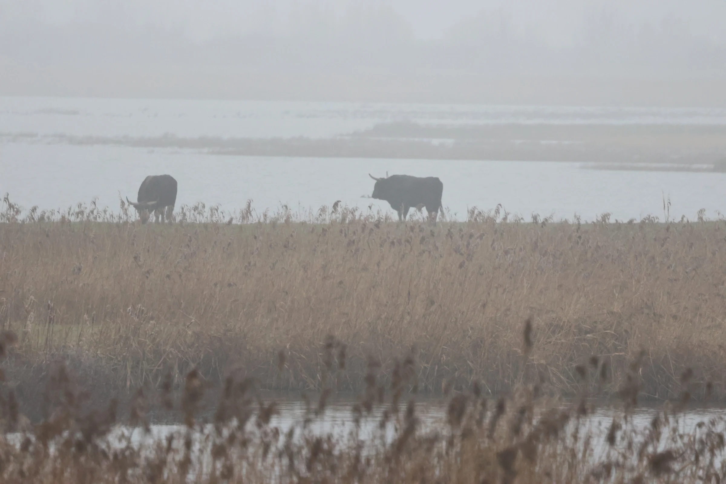 Oostvaardersplassen, Flevoland, Flavoland, Netherlands — photo by Adam Prugel-Bennett