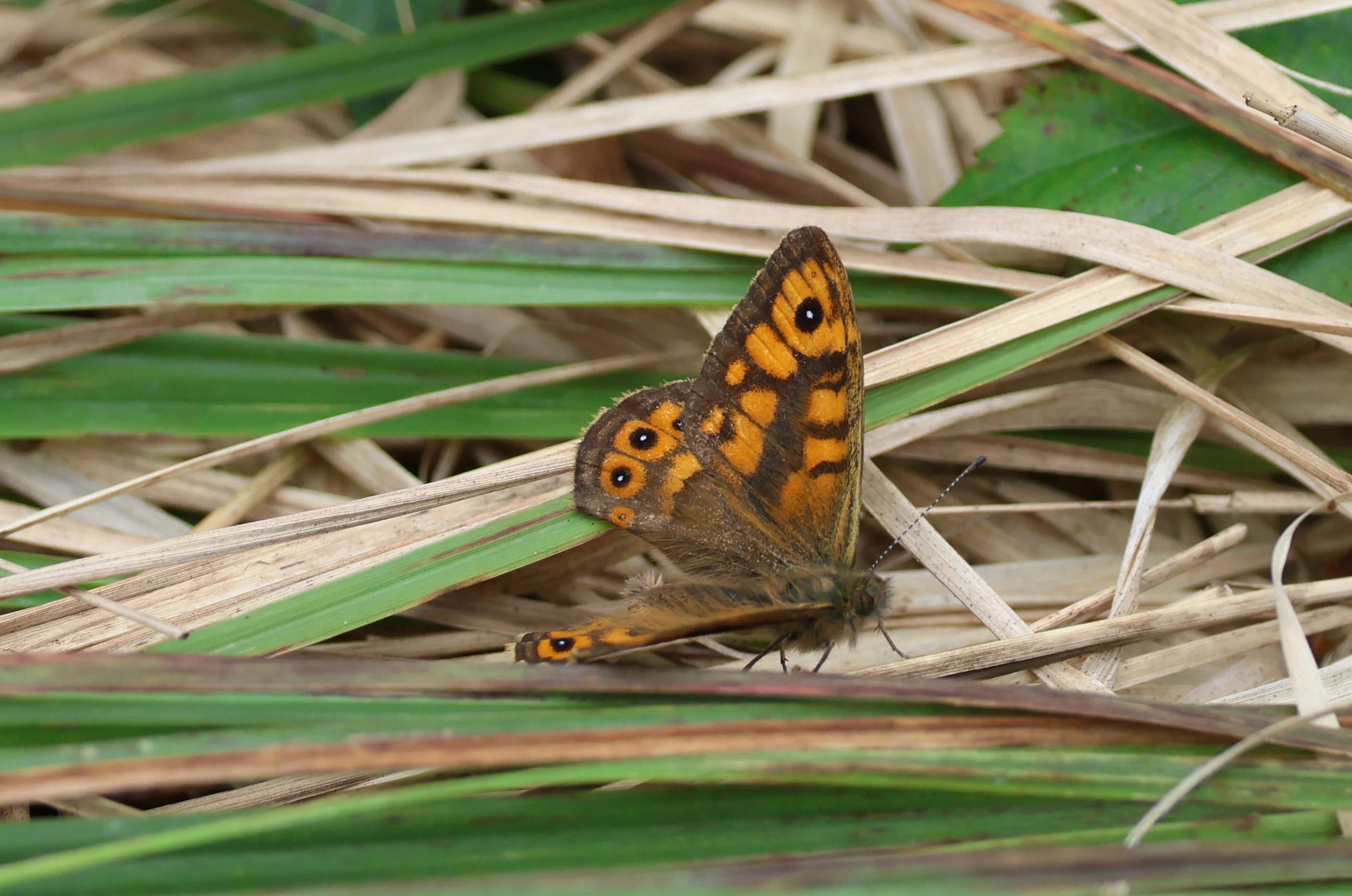 Wall Brown Butterfly, The Lizard, Cornwal, UK — photo by Adam Prugel-Bennett