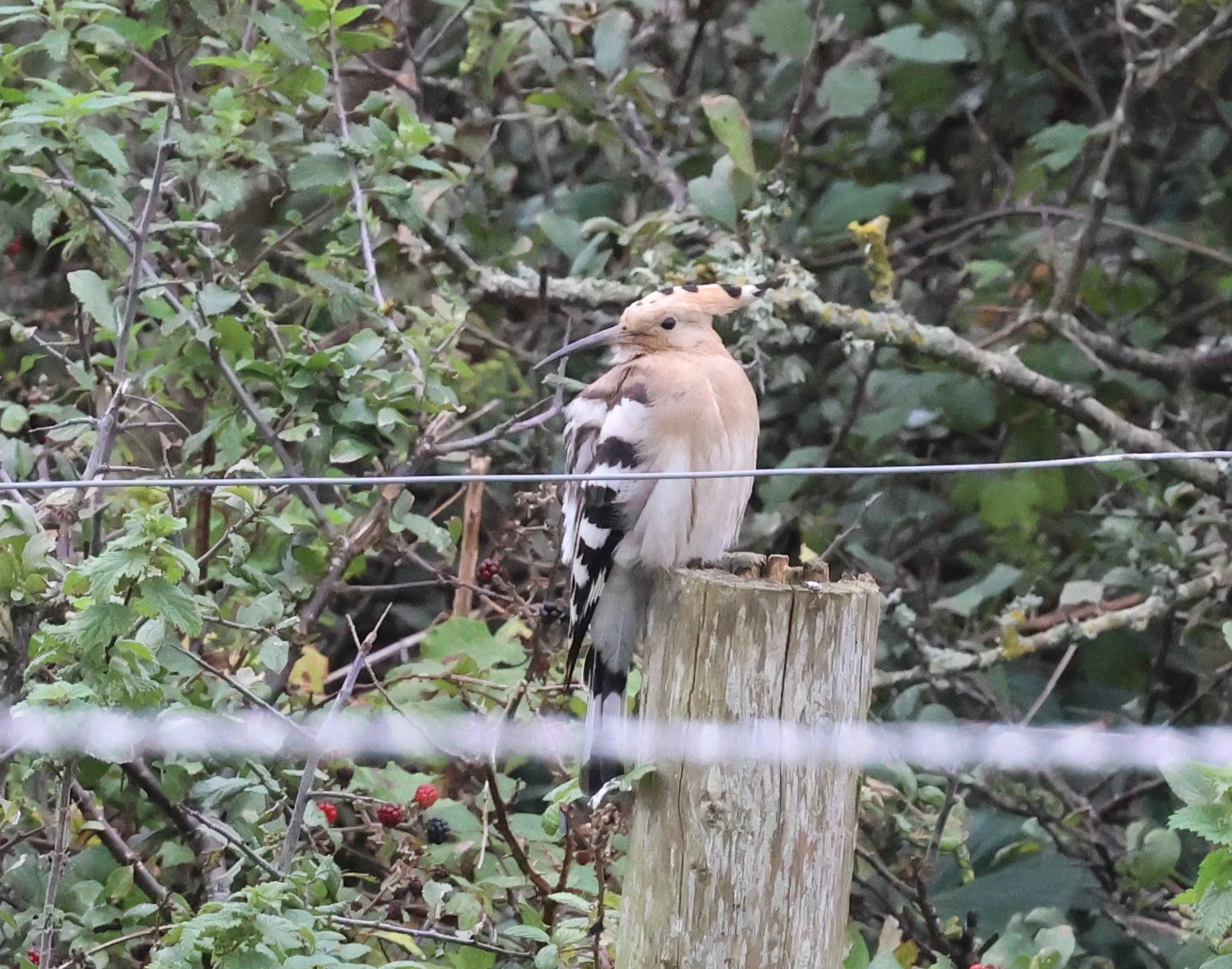 Hoopoe, The Lizard, Cornwal, UK — photo by Adam Prugel-Bennett