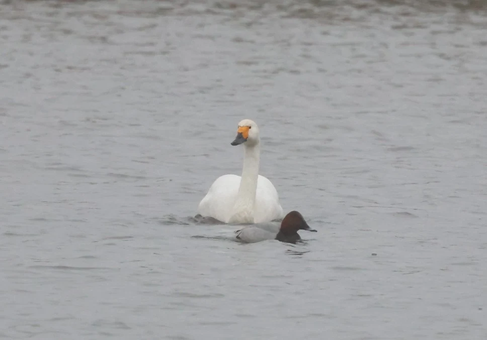 Bewick Swan, Flevoland, Flavoland, Netherlands — photo by Adam Prugel-Bennett
