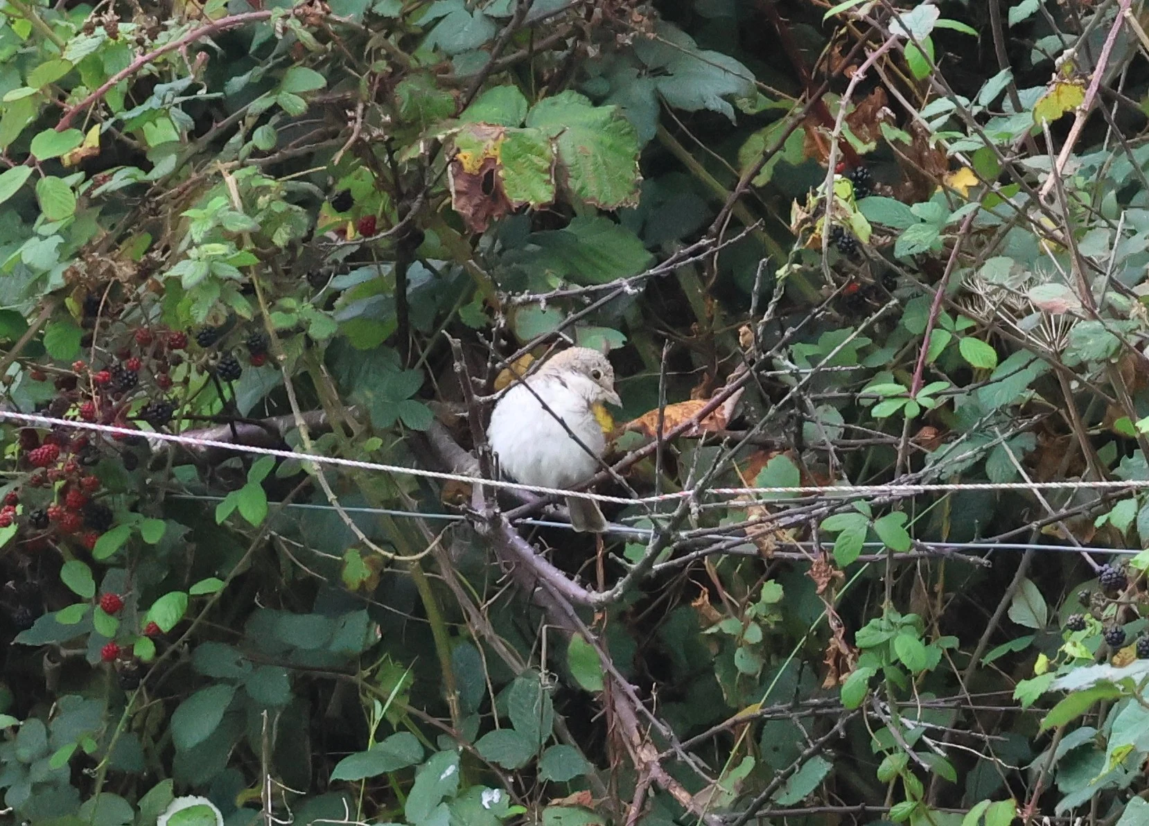 Juvenile Woodchat shrike, The Lizard, Cornwal, UK — photo by Adam Prugel-Bennett