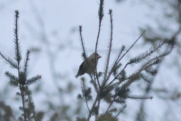 Hawfinch, Acres Down, Minstead, New Forest, UK — photo by Adam Prugel-Bennett