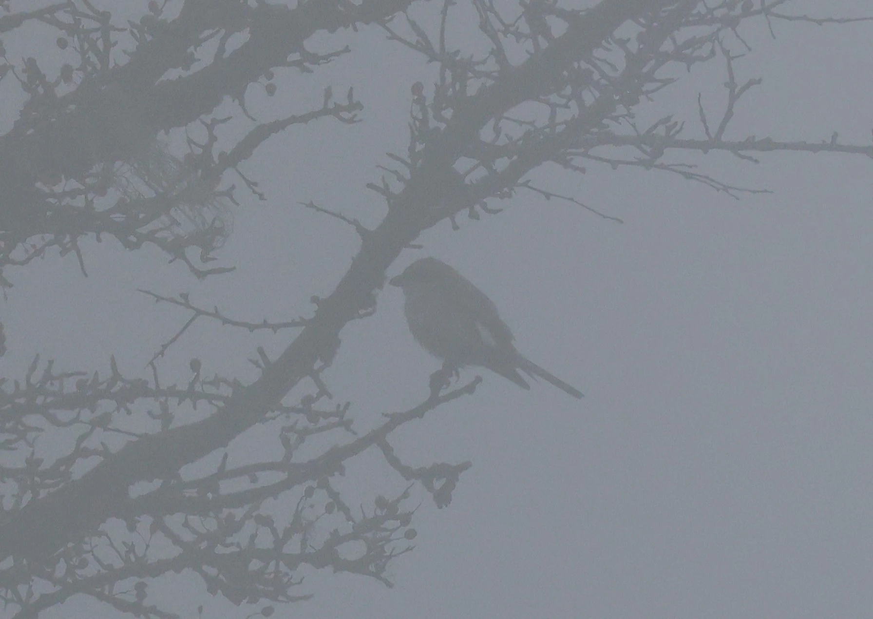Lesser grey shrike, Dartmoor, Devon, UK — photo by Adam Prugel-Bennett