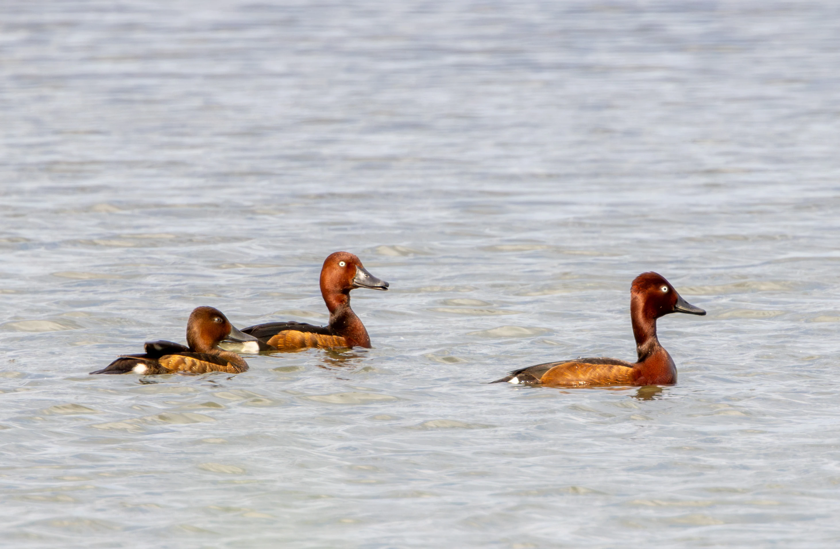 Common Pochard ducks, Danube Delta, Romania — photo by Adam Prugel-Bennett
