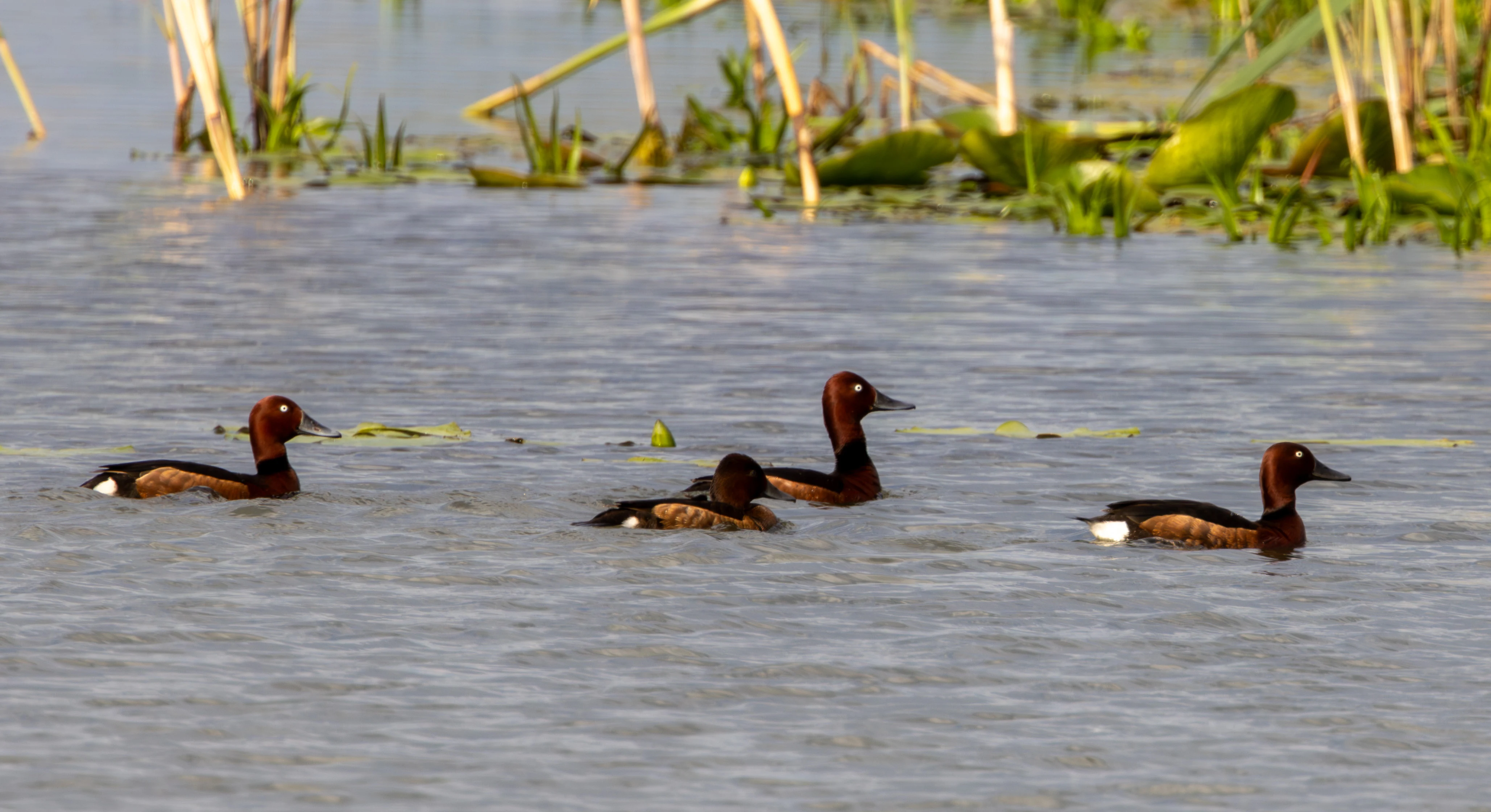 Ferruginous Duck, Danube Delta, Romania — photo by Adam Prugel-Bennett