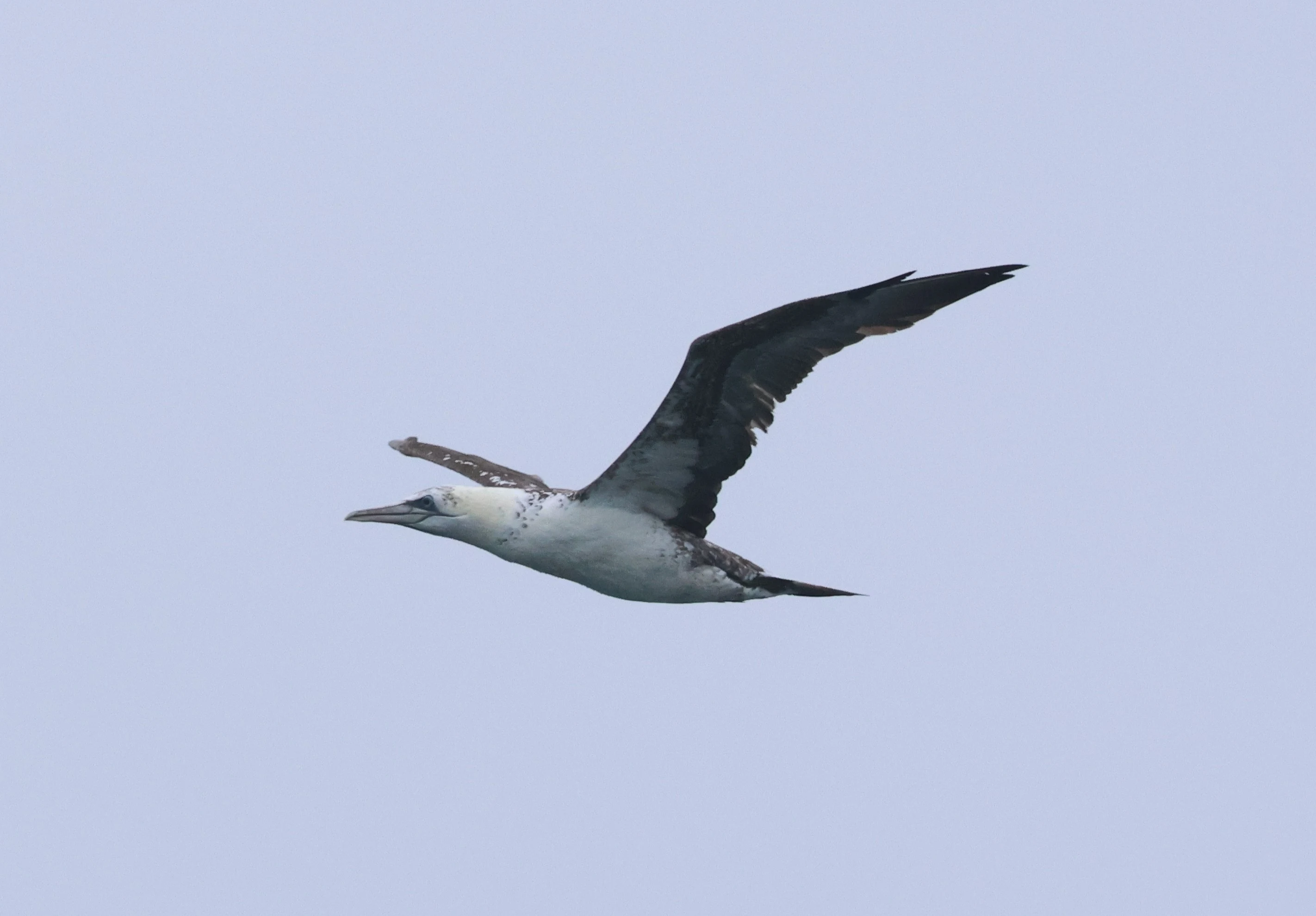 Northern gannet, Falmouth, Cornwal, UK — photo by Adam Prugel-Bennett