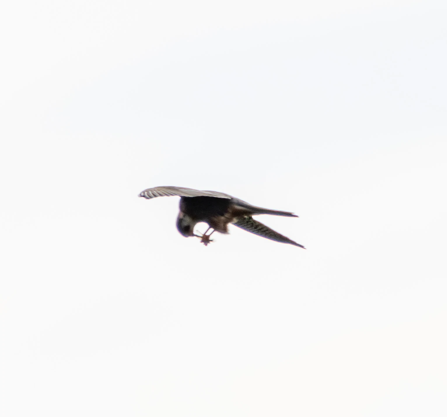 Hobby, Danube Delta, Romania — photo by Adam Prugel-Bennett