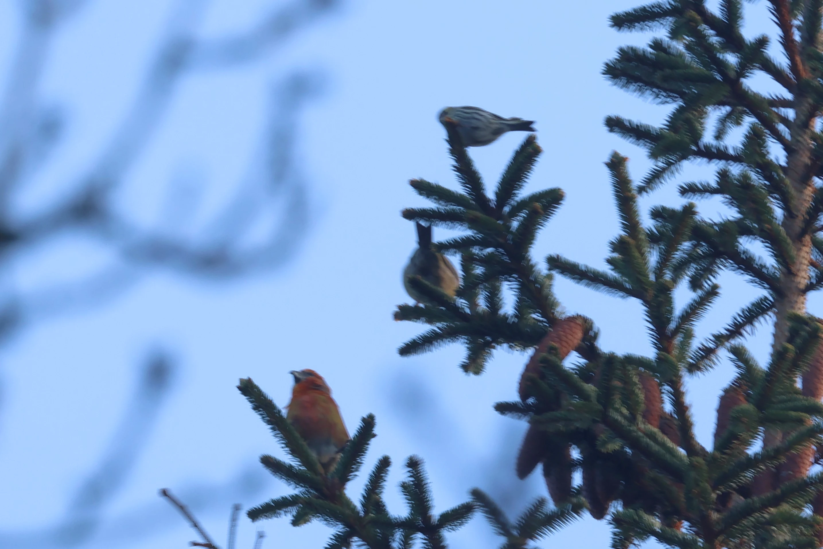 Red Crossbill with Siskin, Bolder, Lyndhurst, New Forest, UK — photo by Adam Prugel-Bennett