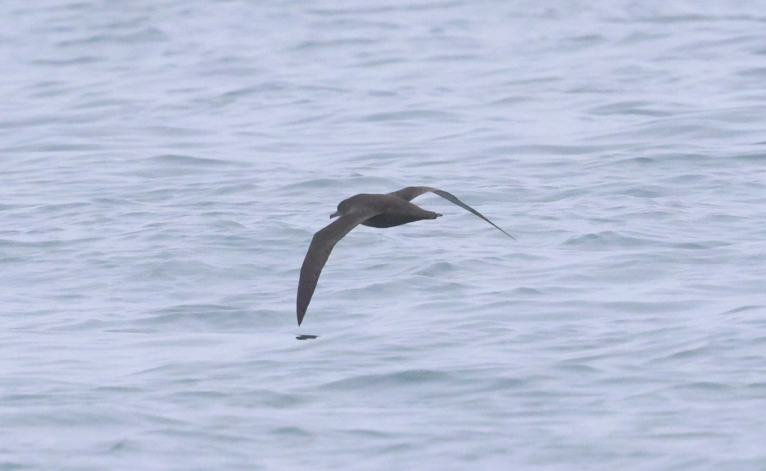 Sooty shearwater, Falmouth, Cornwal, UK — photo by Adam Prugel-Bennett