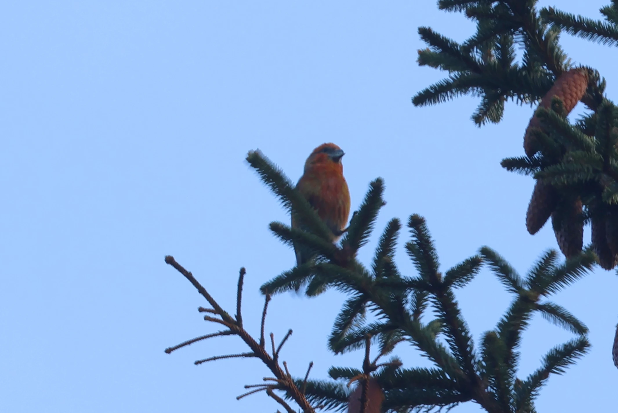 Red Crossbill, Bolder, Lyndhurst, New Forest, UK — photo by Adam Prugel-Bennett