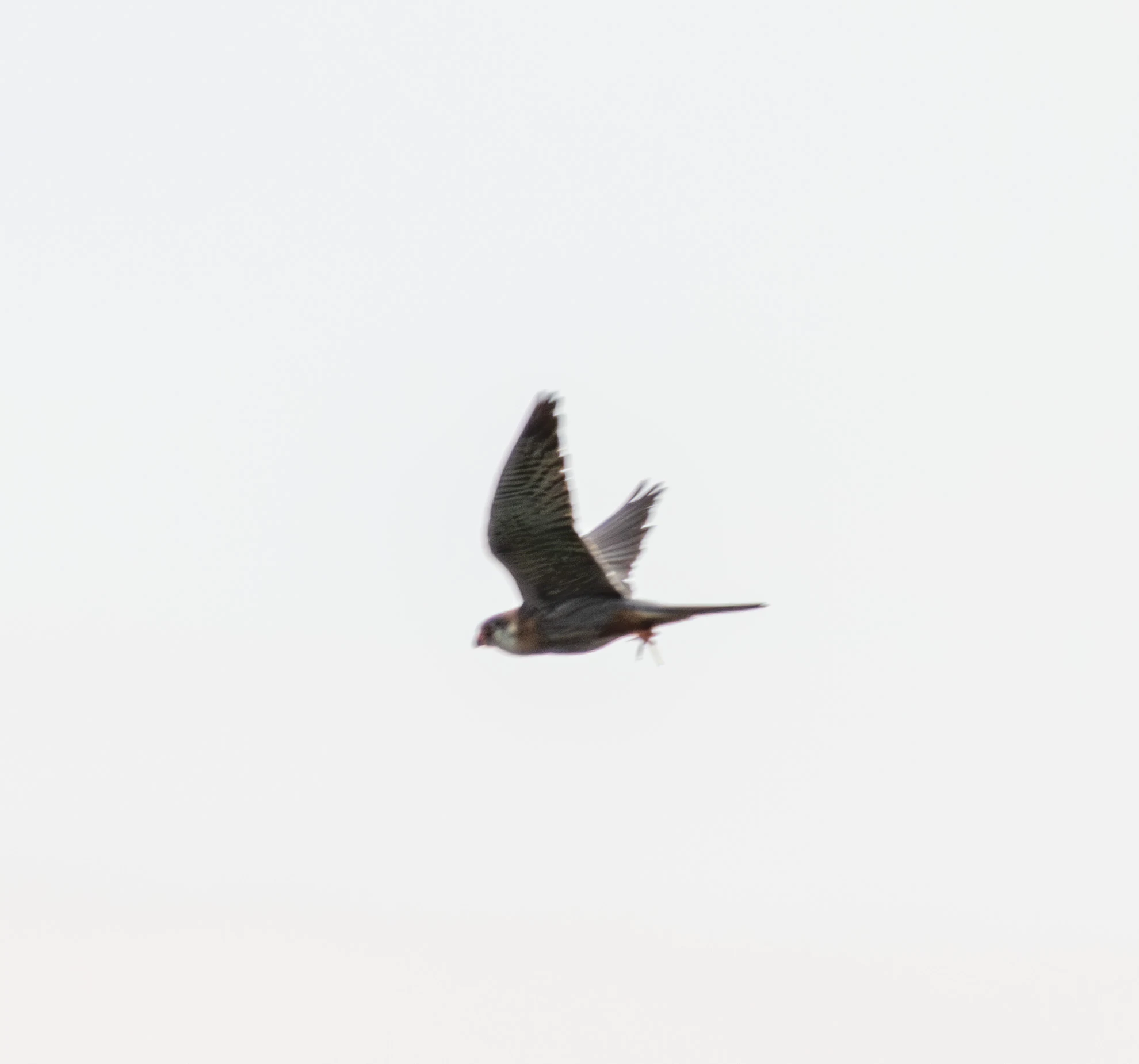 Hobby, Danube Delta, Romania — photo by Adam Prugel-Bennett