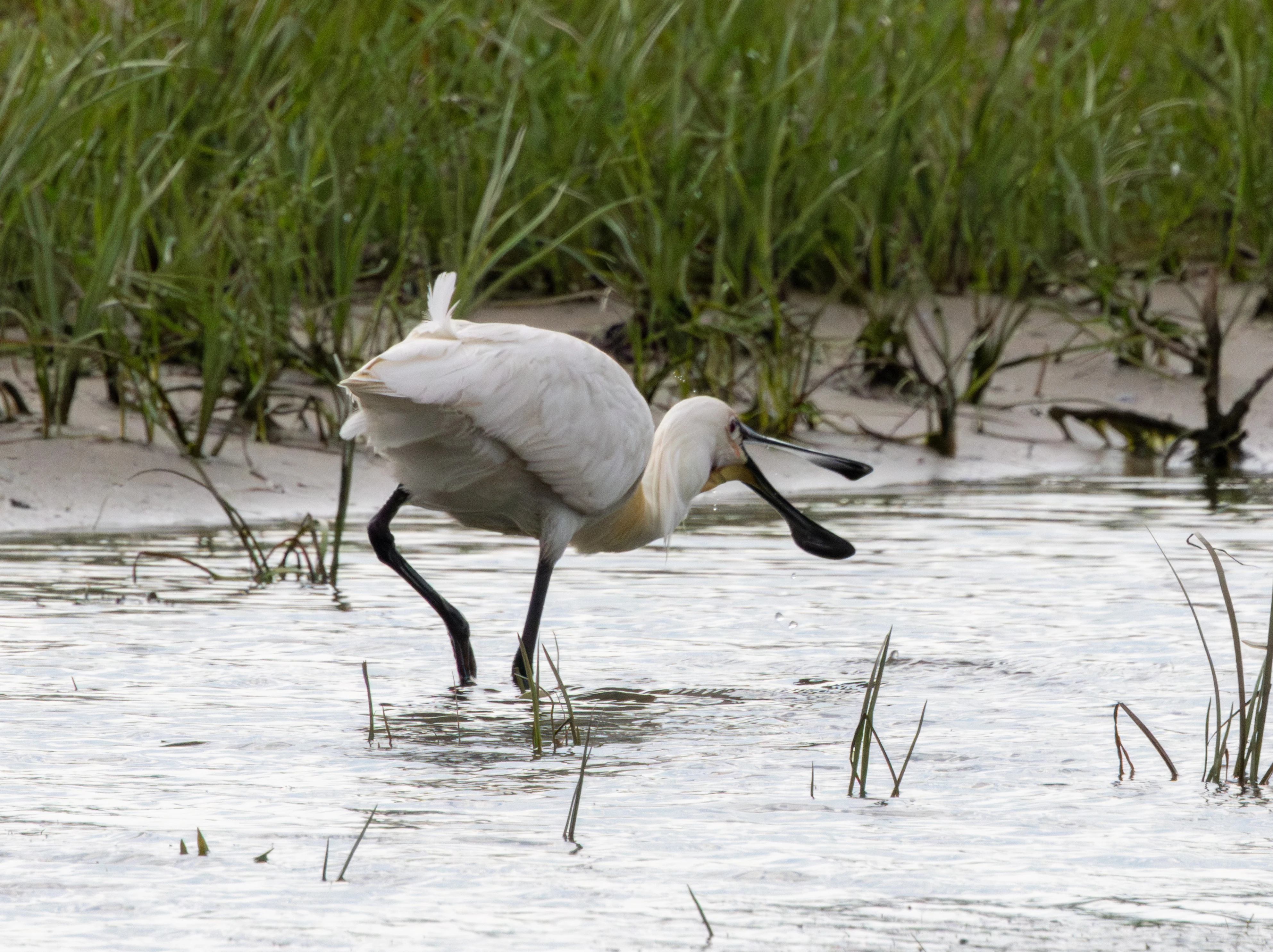 Eurasian Spoonbill, Danube Delta, Romania — photo by Adam Prugel-Bennett