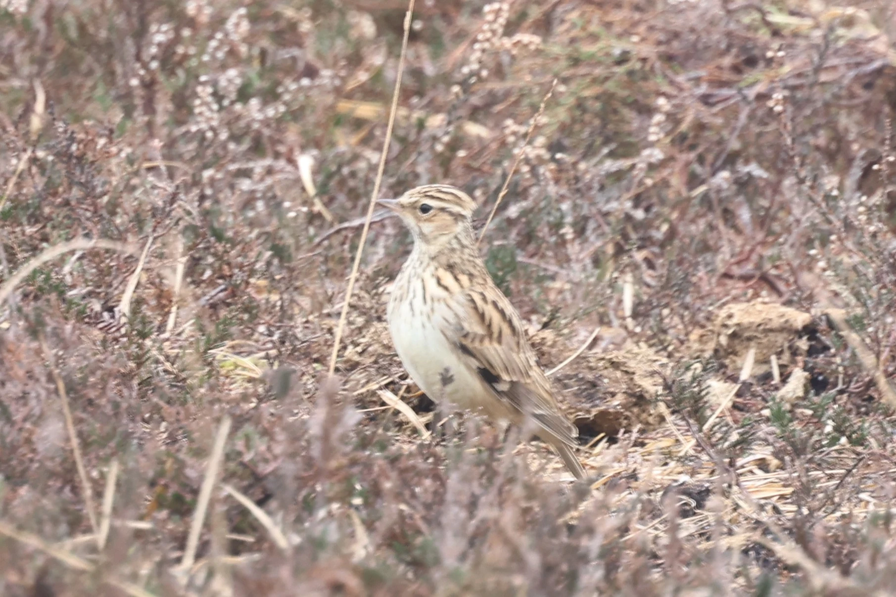 Woodlark, Acres Down, Minstead, New Forest, UK — photo by Adam Prugel-Bennett