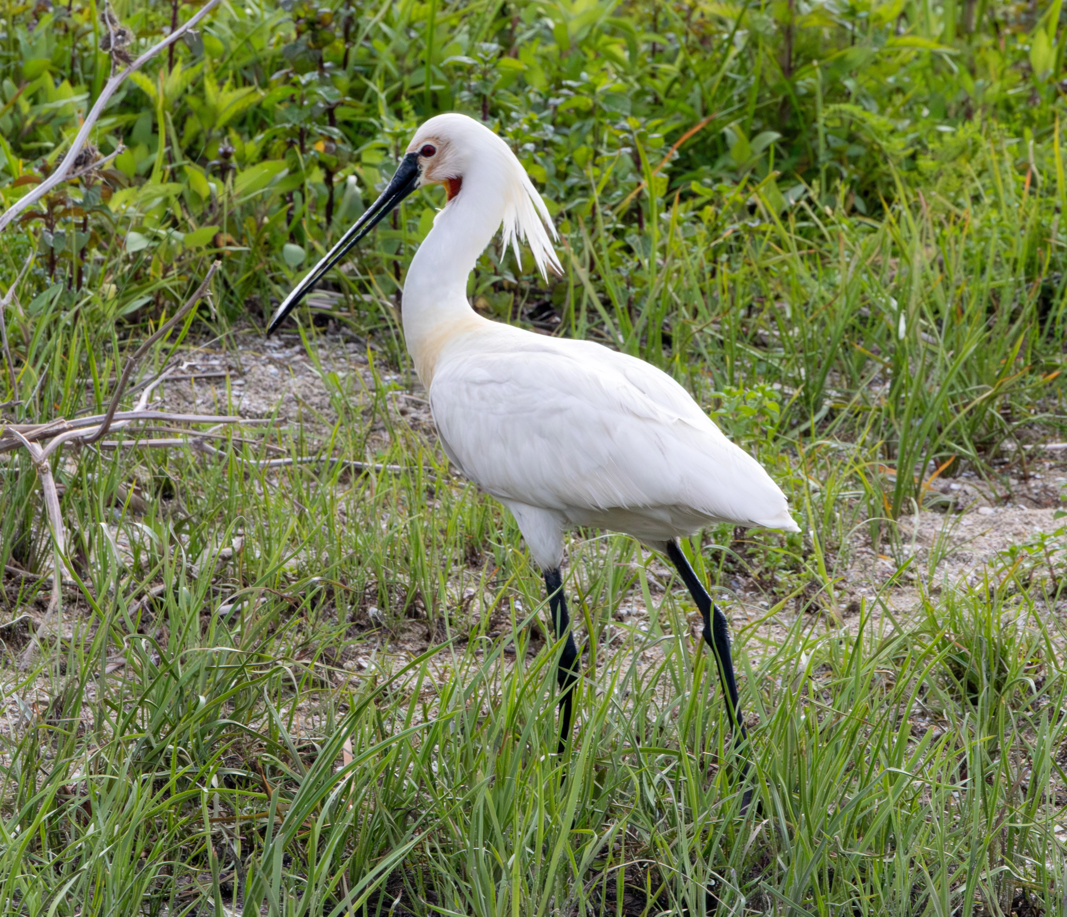 Royal Spoonbill, Danube Delta, Romania — photo by Adam Prugel-Bennett