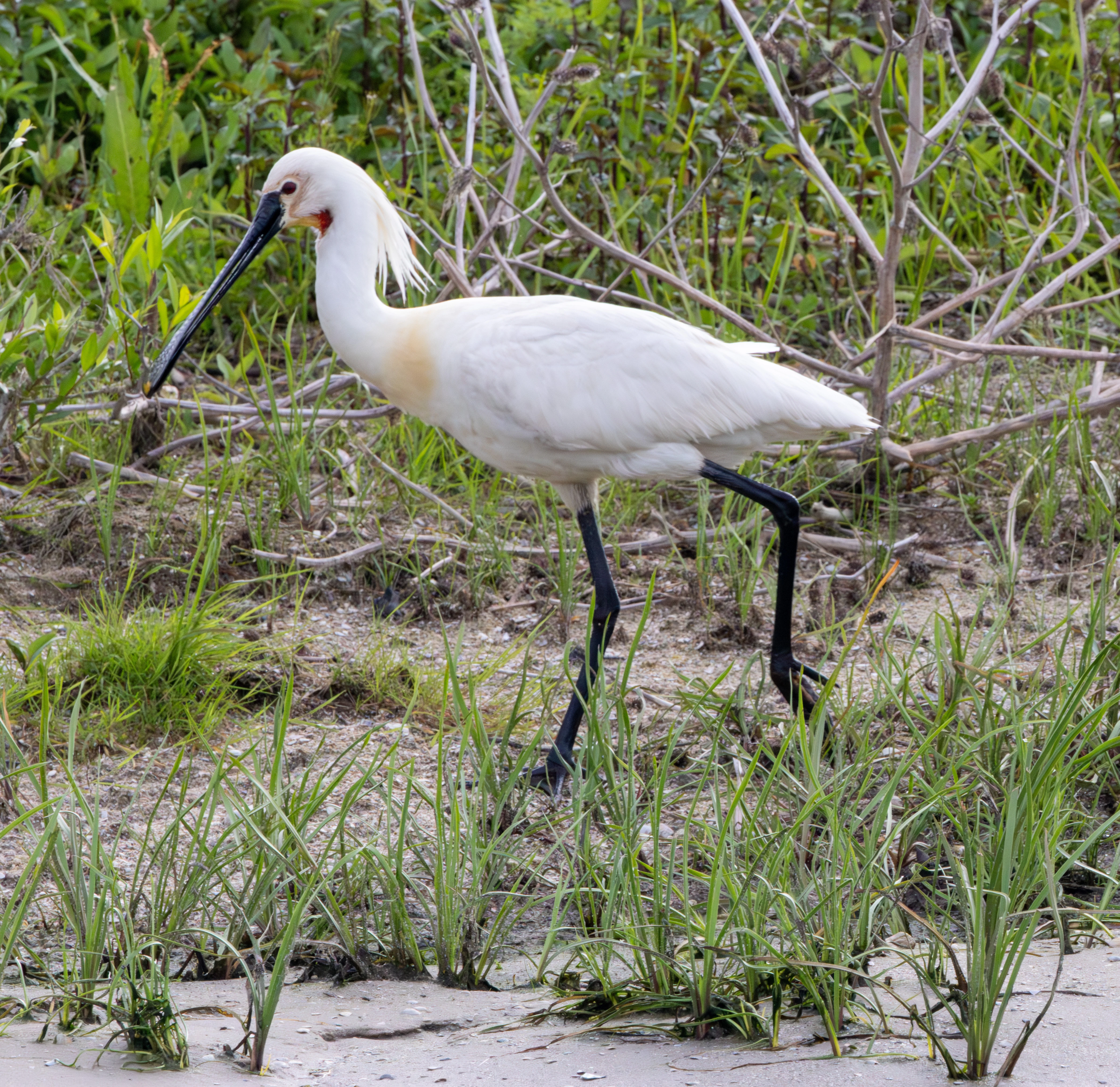 Eurasian Spoonbill, Danube Delta, Romania — photo by Adam Prugel-Bennett