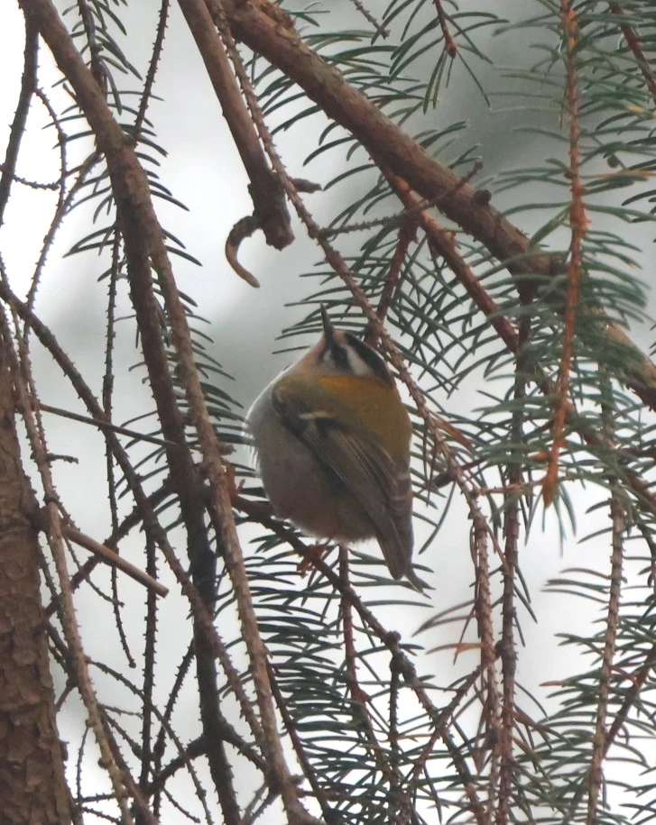 Common firecrest, Bolder, Lyndhurst, New Forest, UK — photo by Adam Prugel-Bennett