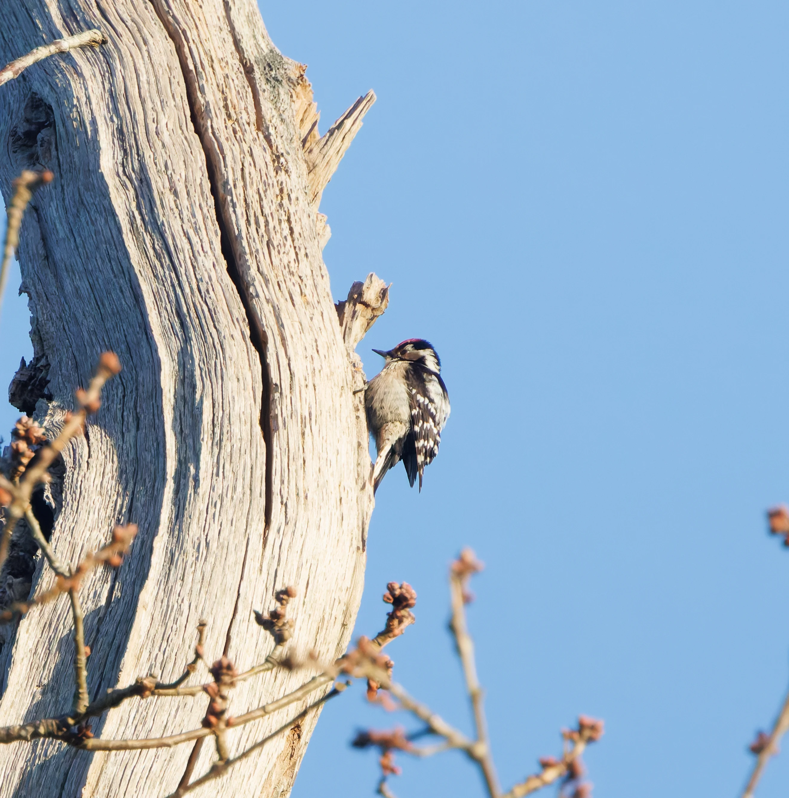 Lesser-spotted Woodpecker, Acres Down, New Forest, UK — photo by Adam Prugel-Bennett