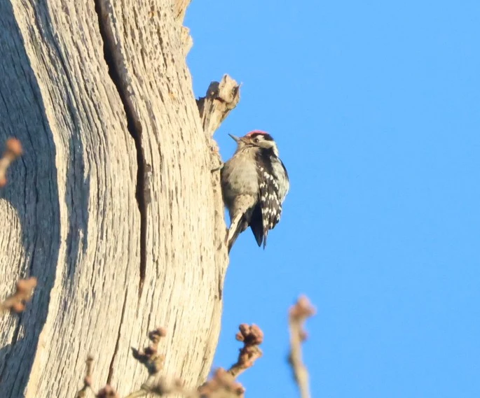 Lesser-spotted Woodpecker, Acres Down, Minstead, New Forest, UK — photo by Adam Prugel-Bennett