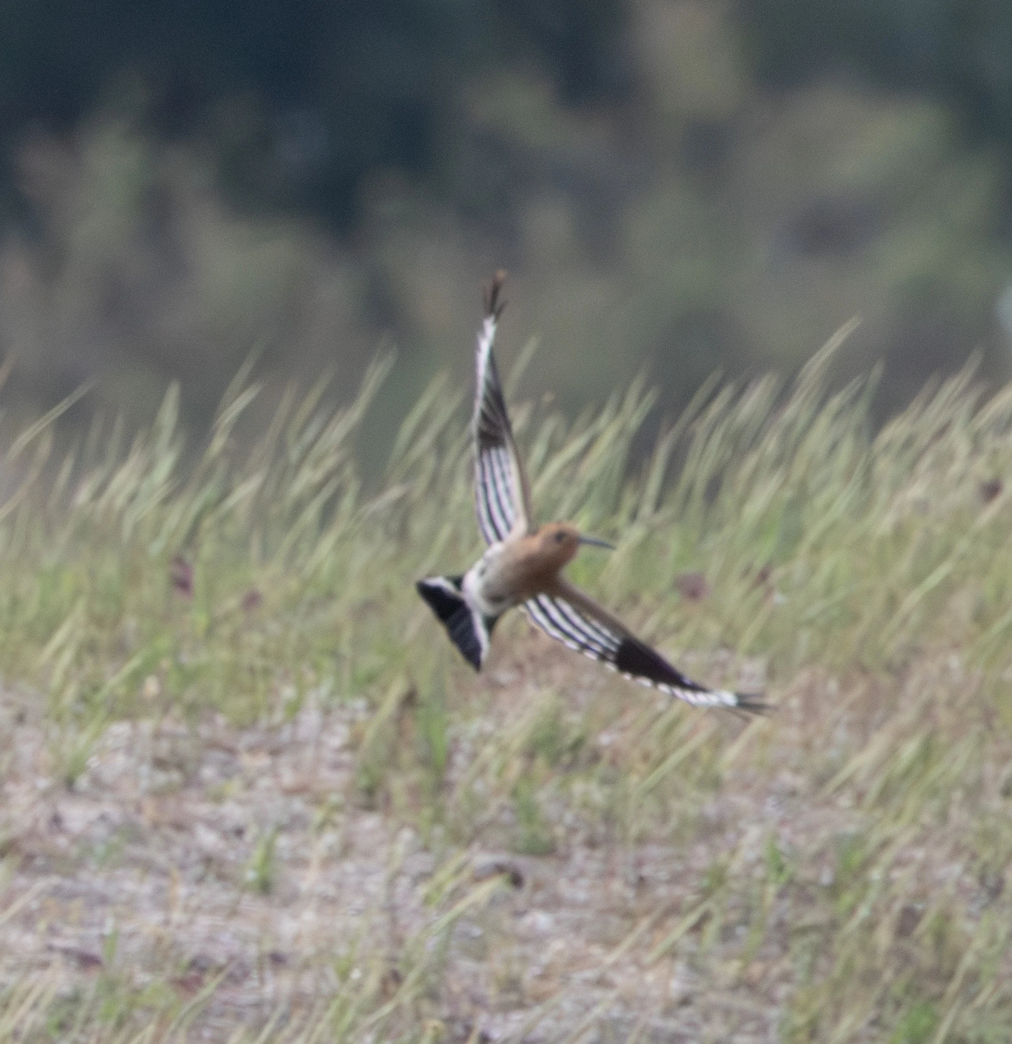 Eurasian Hoopoe in flight, Danube Delta, Romania — photo by Adam Prugel-Bennett
